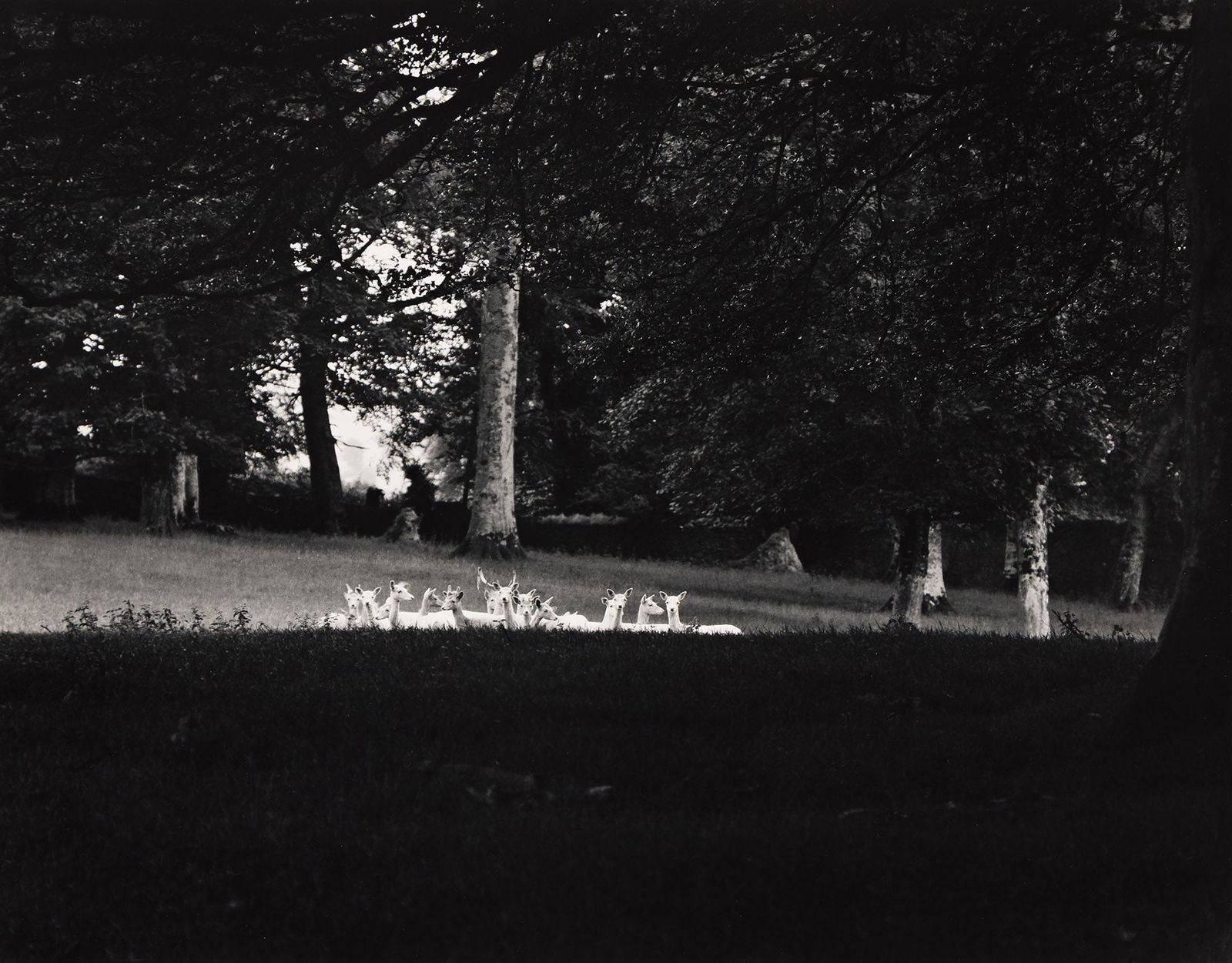 Paul Caponigro. Standing White Deer #2, Ireland. 1967-68. (1 of 1)