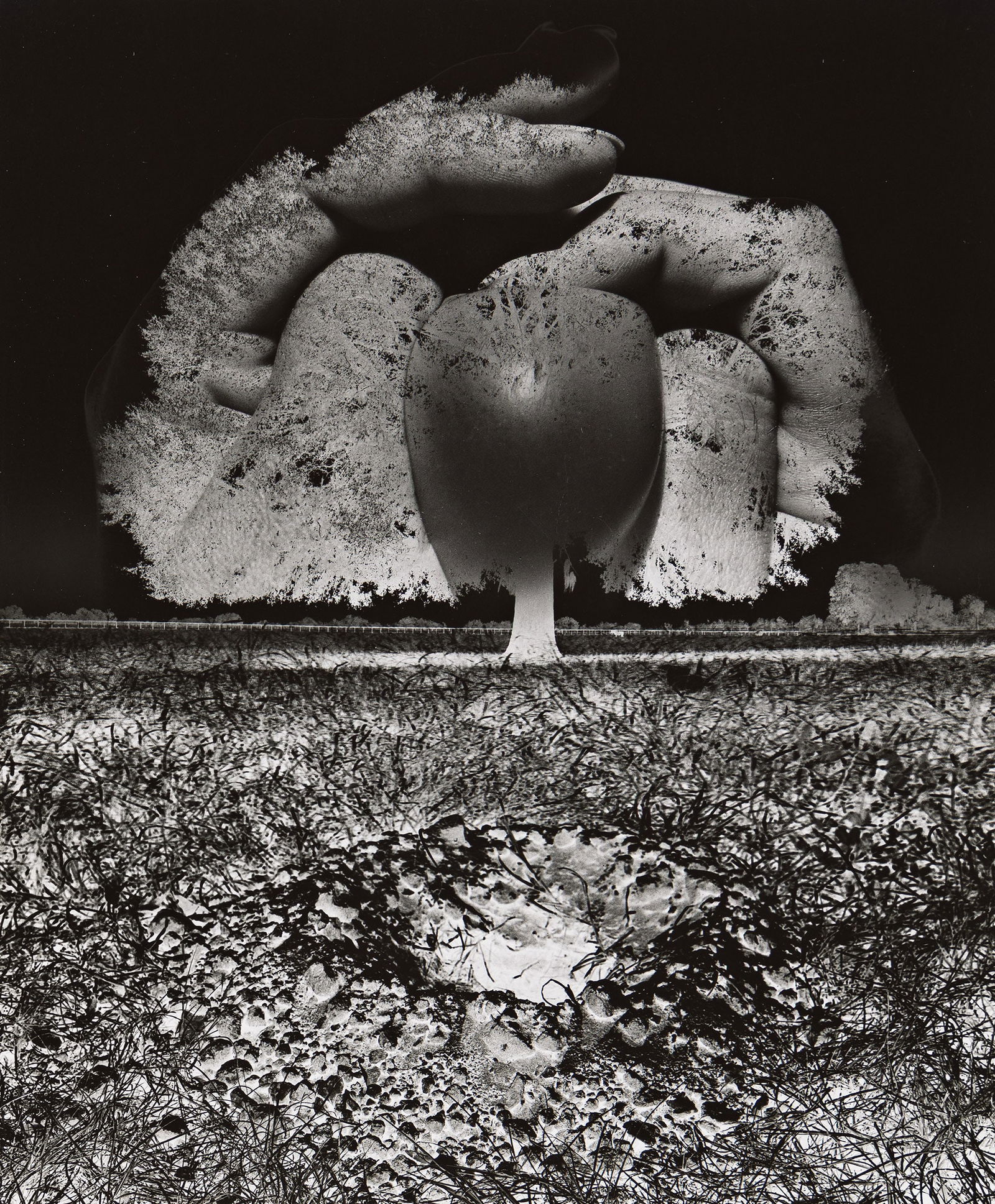 Jerry Uelsmann. Untitled (hand, tree and rocks). 1968. (1 of 1)