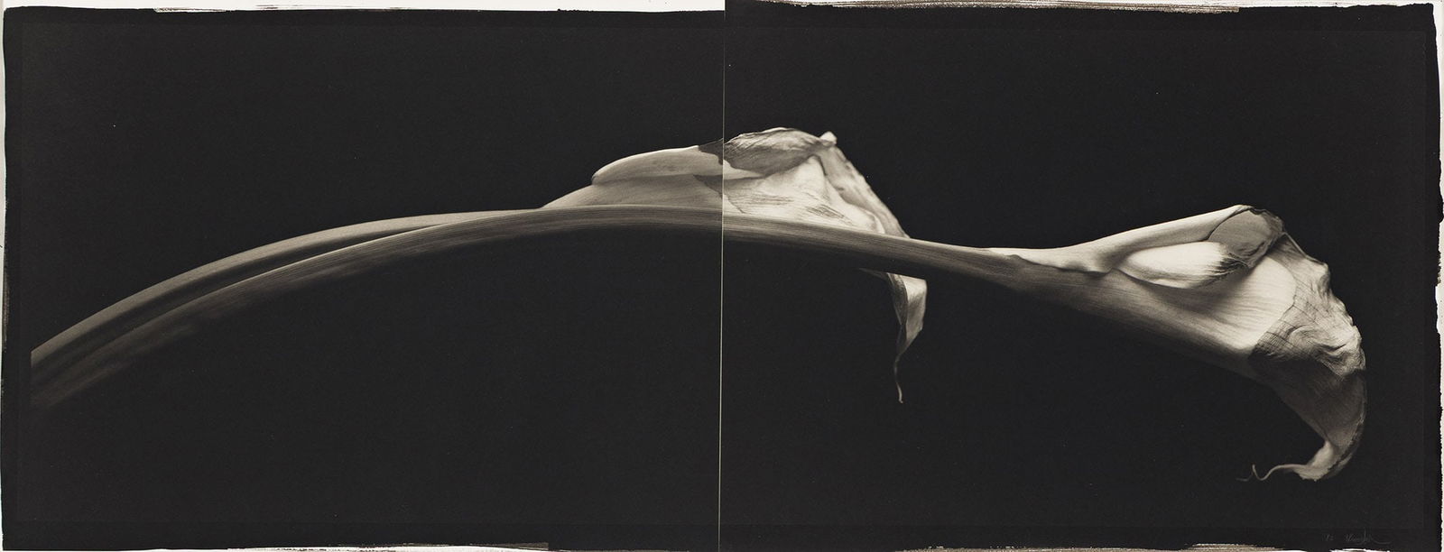 Kenro Izu. Still Life #368. 1993. (1 of 1)