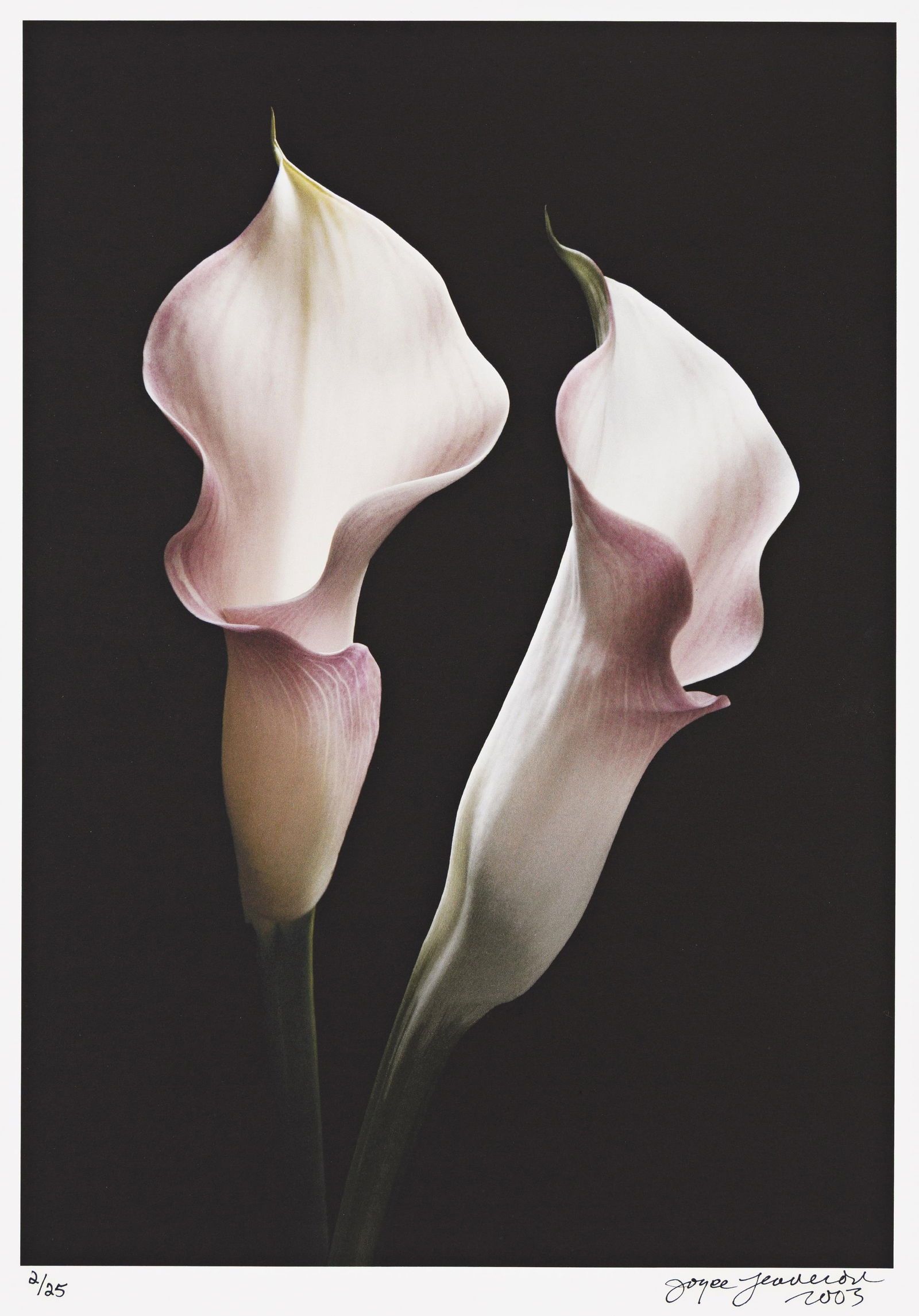Joyce Tenneson. Calla Lily. 2003.: Joyce Tenneson1945-Calla Lily. 2003.Inkjet printWith Tenneson's signature, date, and edition notation 2/25 in ink on recto.The image 14 x 9 3/4 in. (35.6 x 24.8 cm.), the sheet 18 x 13 1/2 in. (45.7 x