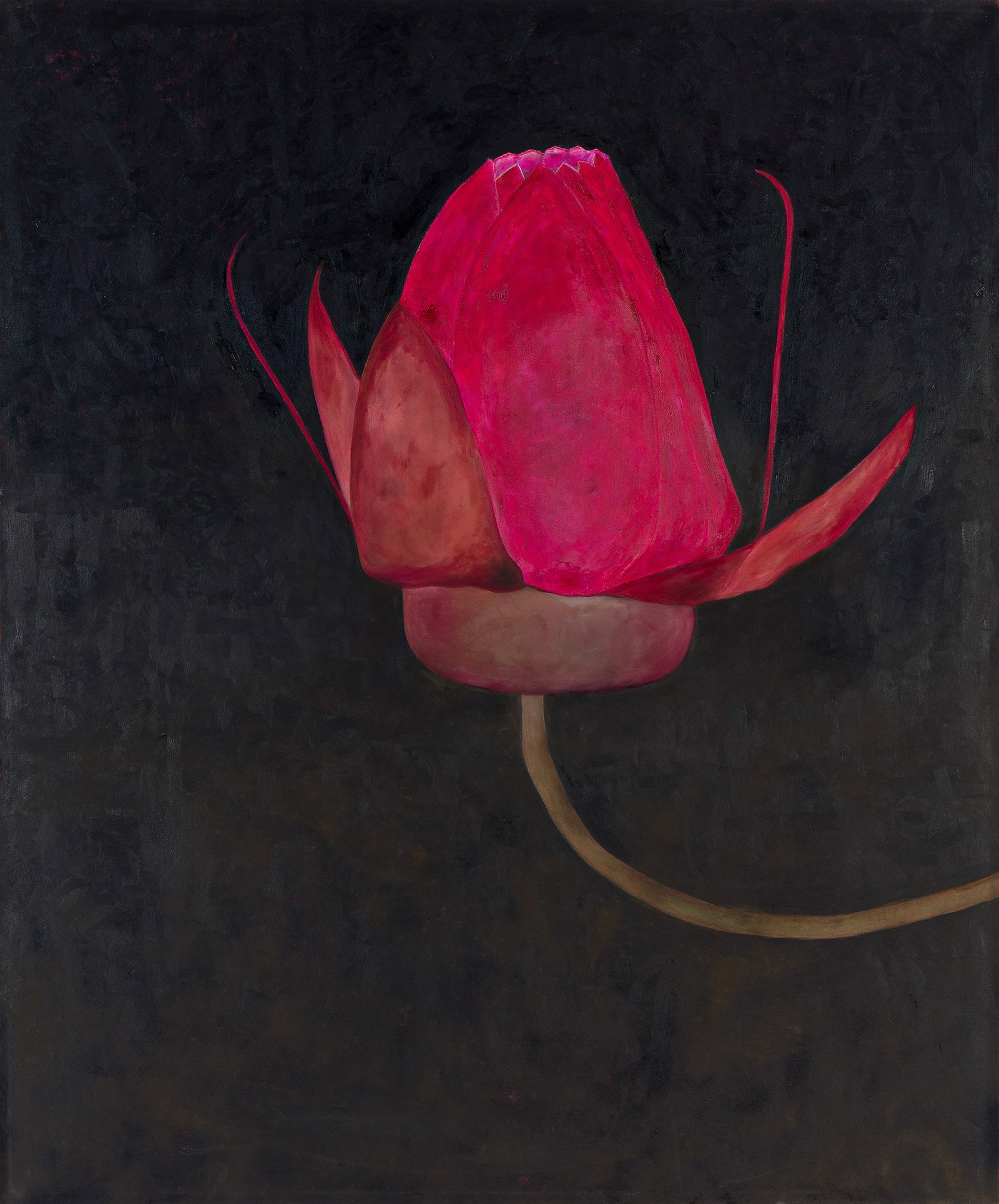 Jo Self (b. 1956), Amazonian Waterlily Bud, 2001. (1 of 2)