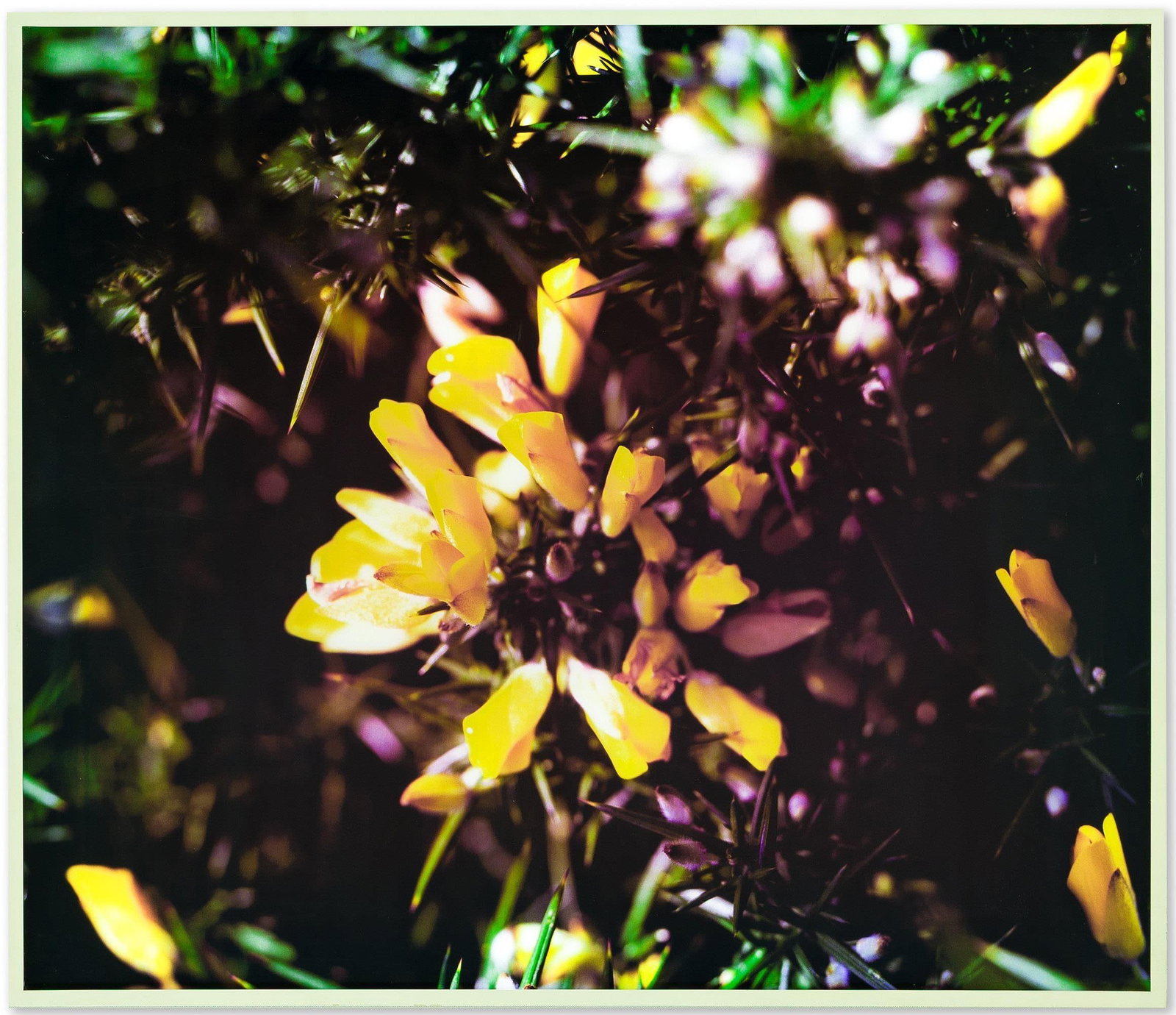 Isaac Julien (b. 1960), Still Life Studies Series, No. 2, 2008. (1 of 1)