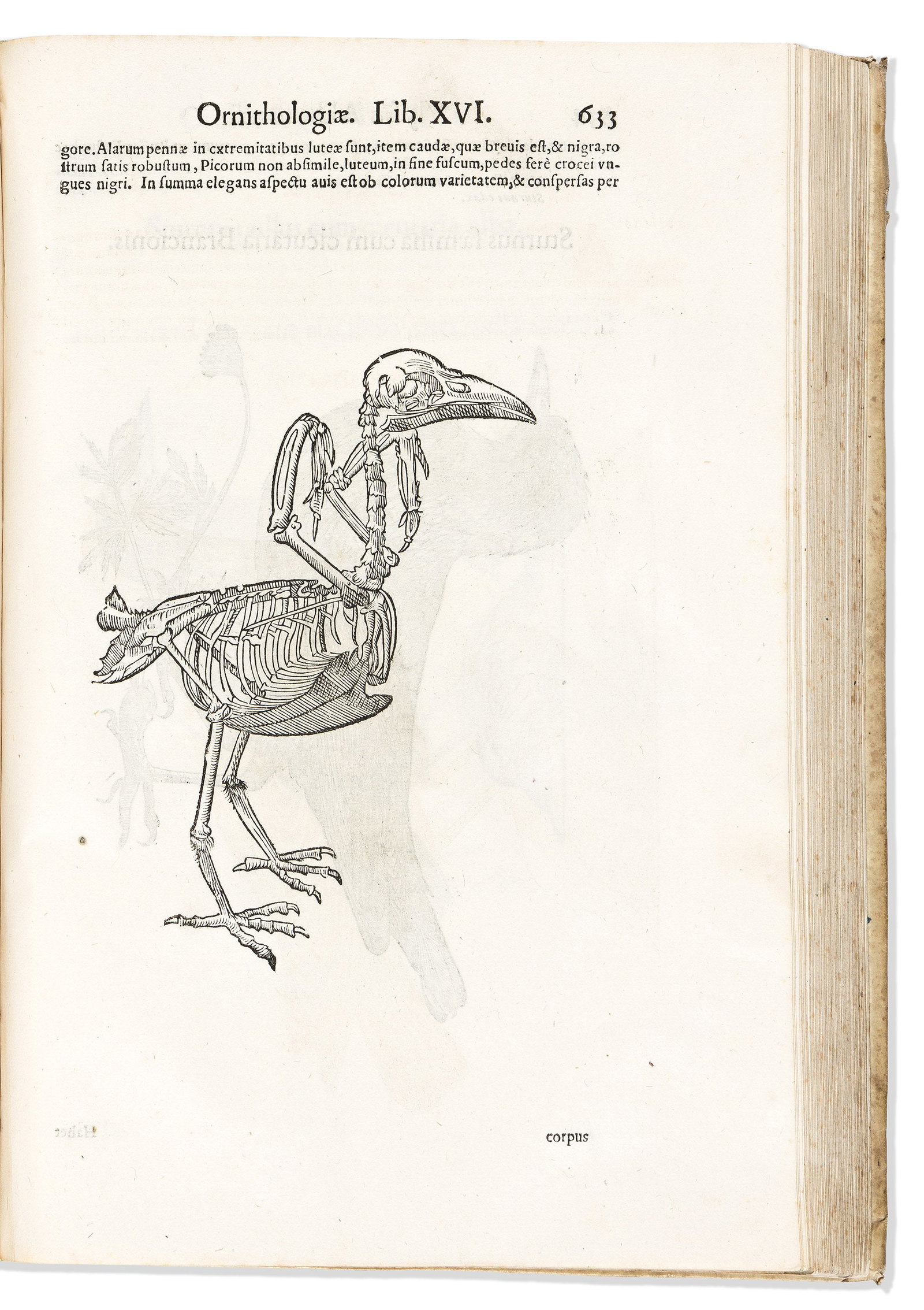 (BIRDS.) Ulisse Aldrovandi. Ornithologiae Tomus Alter. Bologna: Nicolas Tebald, 1637 [1640] (1 of 2)