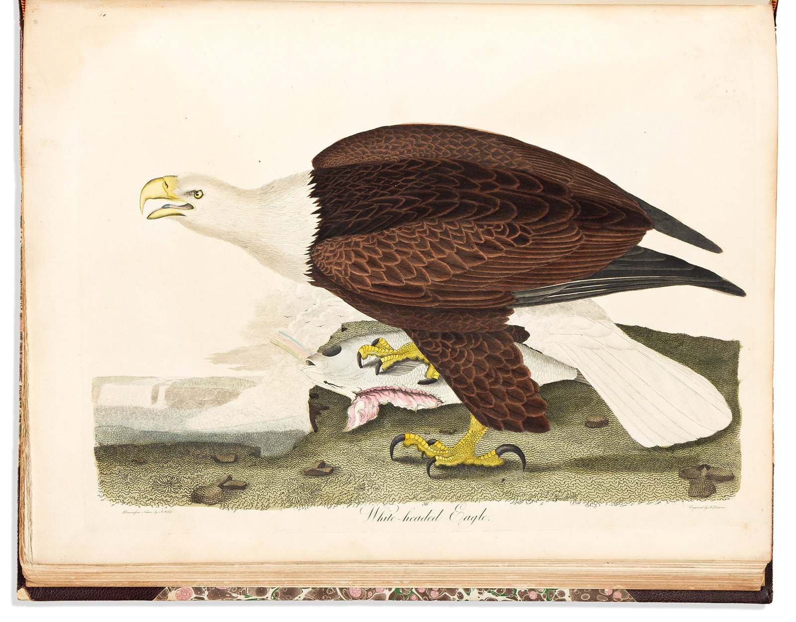 (BIRDS.) Alexander Wilson. American Ornithology; or, the Natural History of the Birds of the United (1 of 2)
