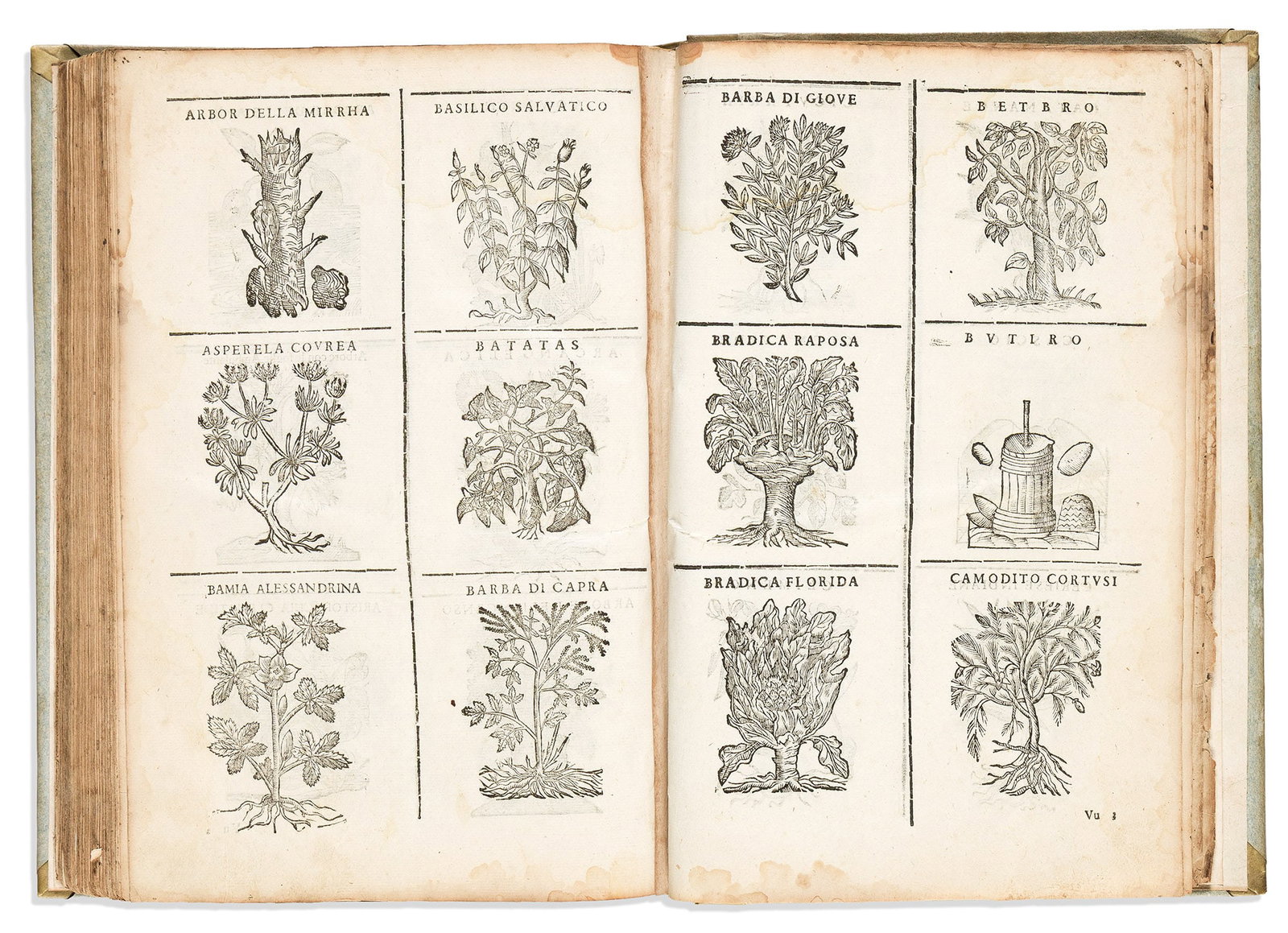 (BOTANICAL.) Castore Durante. Herbario Novo. Venice, 1602 (1 of 2)