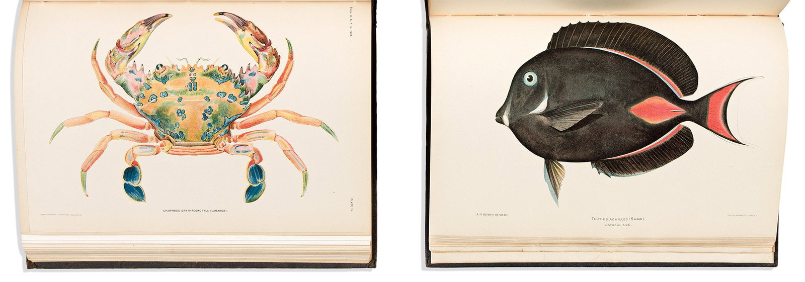 (FISH -- HAWAII.) David Starr Jordan; Barton Warren Evermann, et al. Bulletin of the United States: (FISH -- HAWAII.) David Starr Jordan; Barton Warren Evermann, et al. Bulletin of the United States Fish Commission. Vol. XXIII, for 1903. The Aquatic Resources of the Hawaiian Islands. Part I The Shor