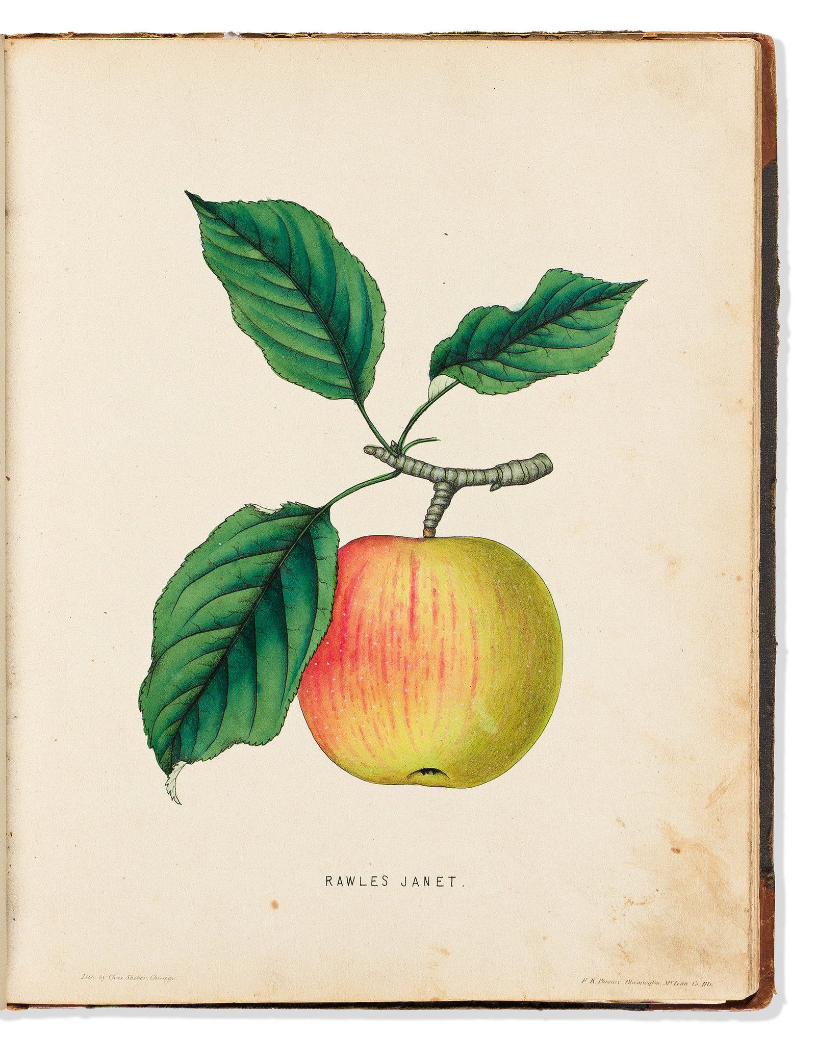 (POMOLOGY.) Illustrated horticultural salesman's sample album. [compiled Rockford, IL, later (1 of 2)