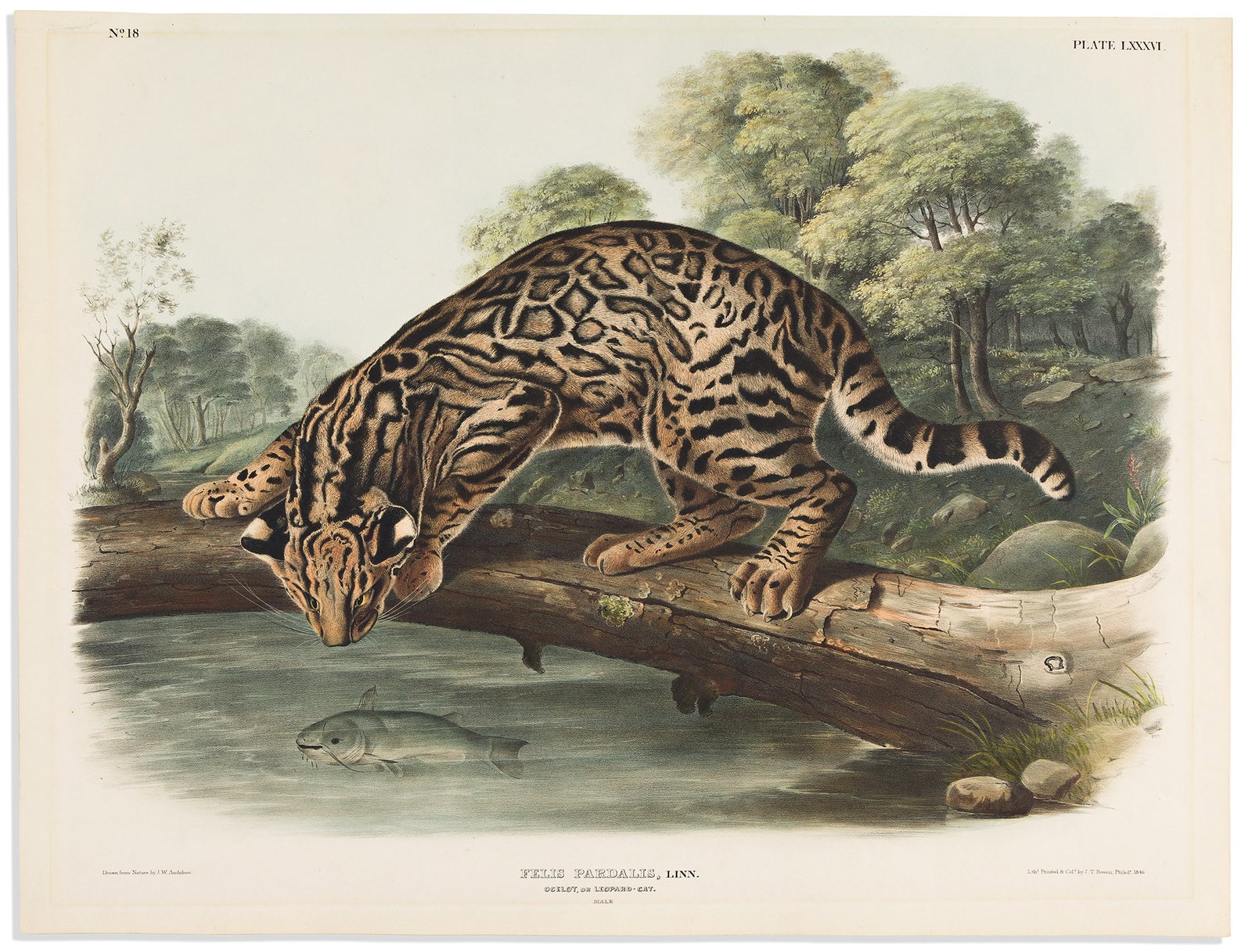 (ANIMALS.) John Woodhouse Audubon. Ocelot, or Leopard Cat. Plate LXXXVI. Philadelphia: Bowen, (1 of 1)