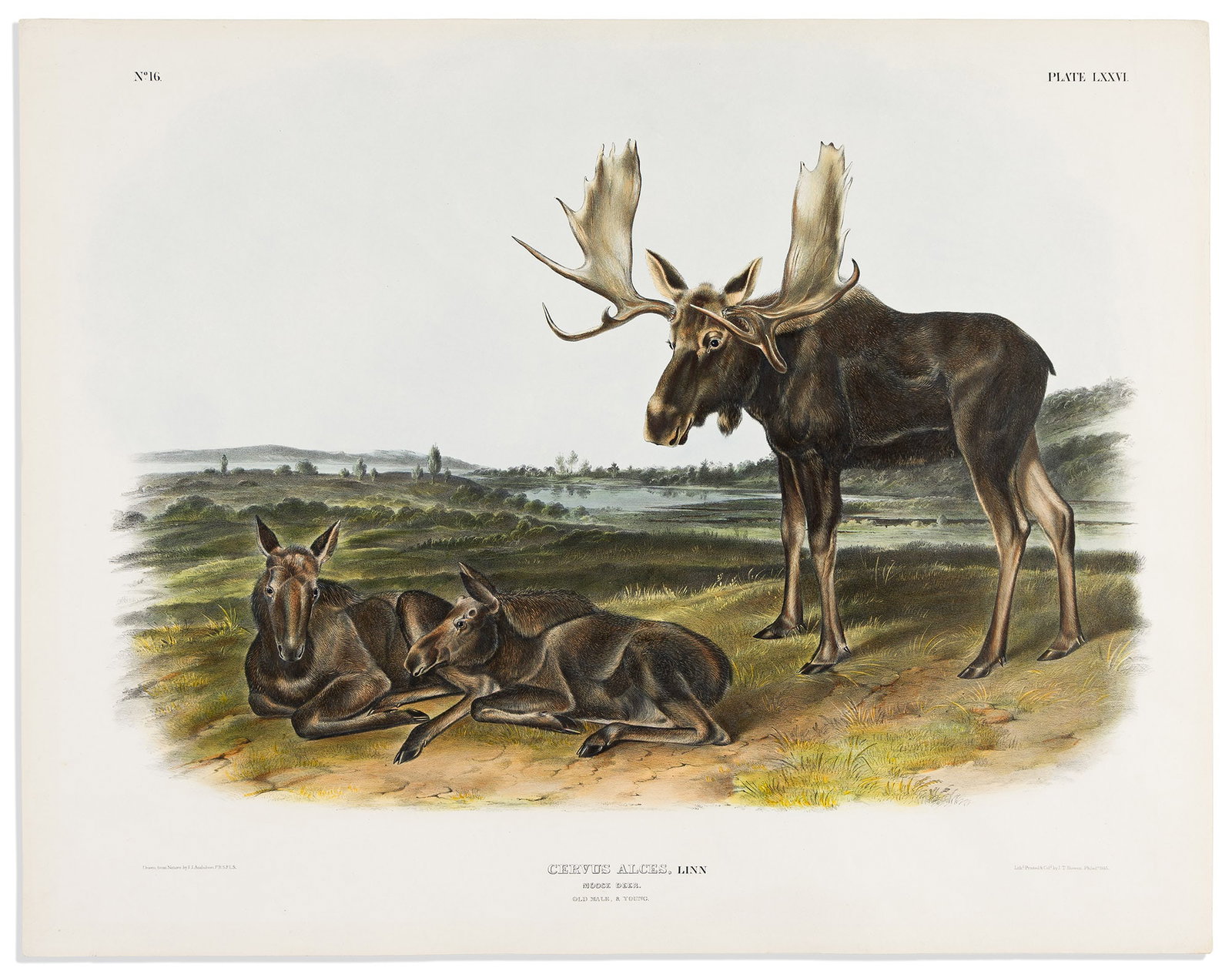 (ANIMALS.) John James Audubon. Moose Deer. Plate LXXVI. Philadelphia: Bowen, 1845-1848 (1 of 1)