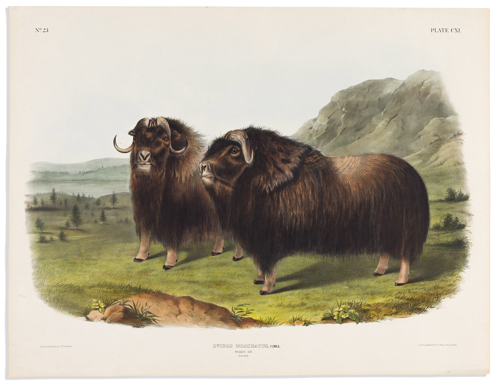(ANIMALS.) John Woodhouse Audubon. Musk Ox. Plate CXI. Philadelphia: Bowen, 1845-1848 (1 of 1)