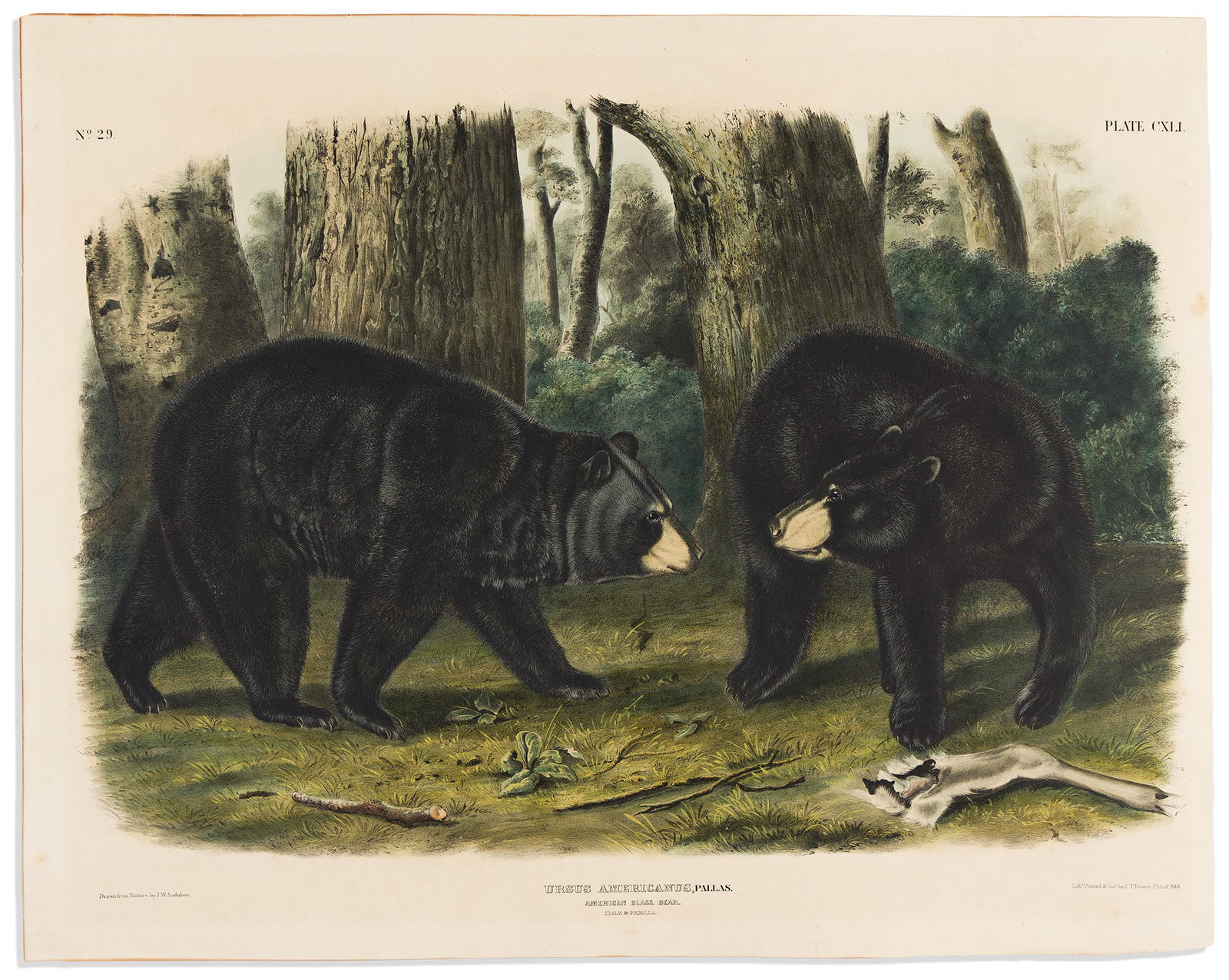 (ANIMALS.) John Woodhouse Audubon. American Black Bear. Plate CXLI. Philadelphia: Bowen, 1845-1848 (1 of 1)