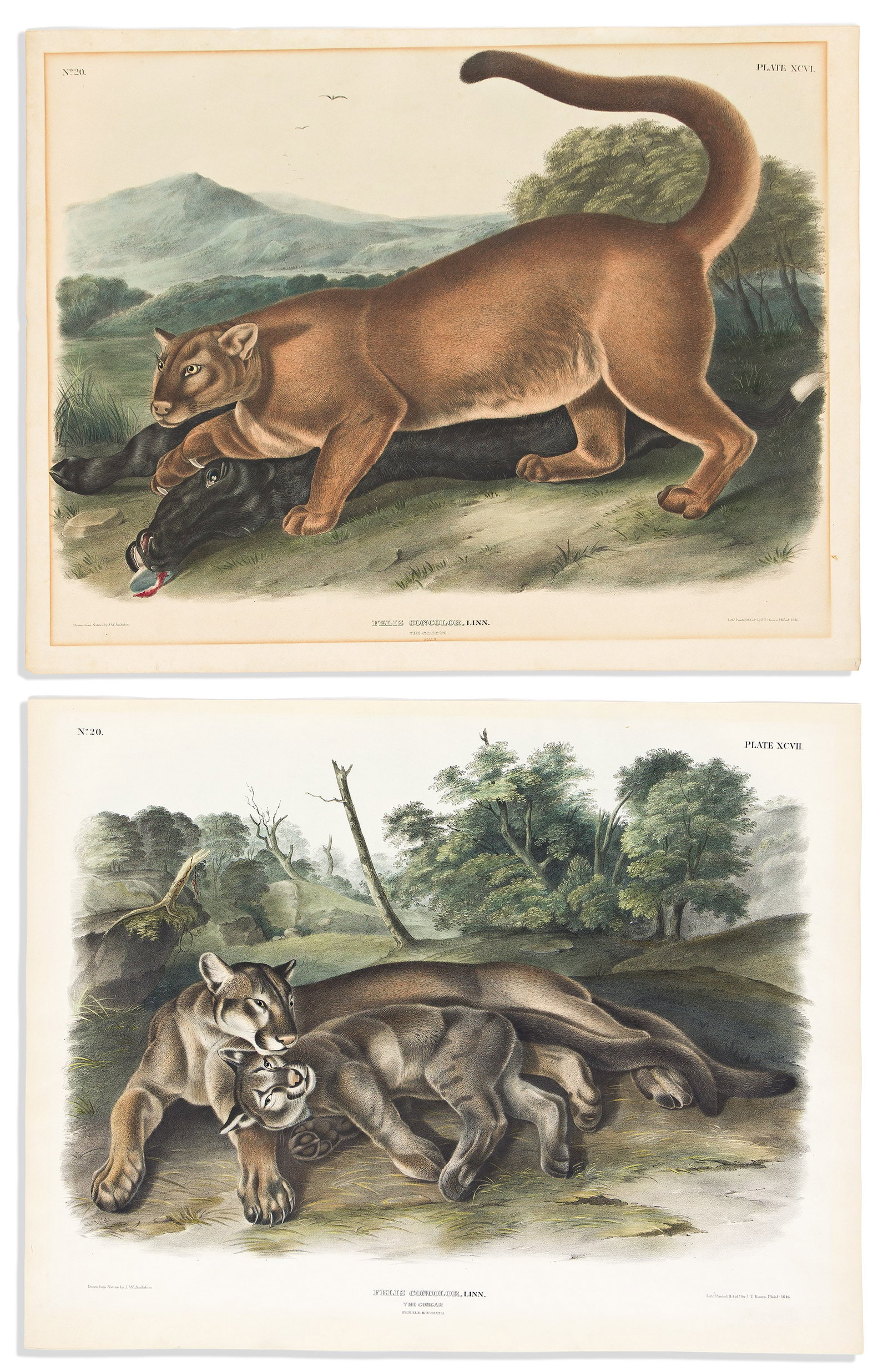(ANIMALS.) John James Audubon; and John Woodhouse Audubon. Group of 6 hand-colored lithographs from (1 of 3)