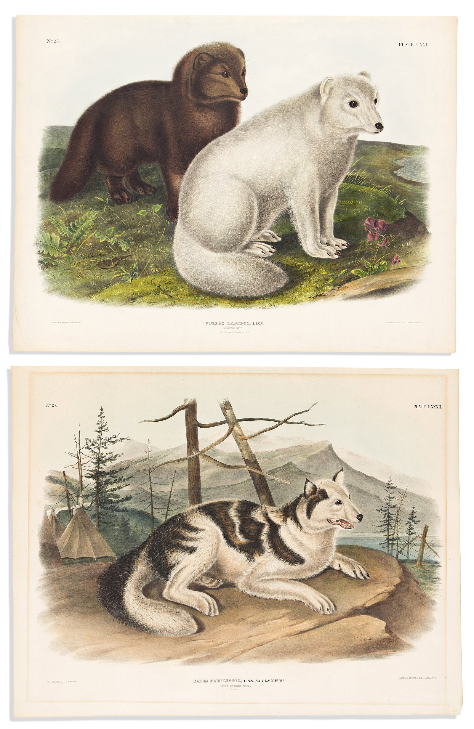 (ANIMALS.) John James Audubon; and John Woodhouse Audubon. Group of 4 hand-colored lithographs from (1 of 2)