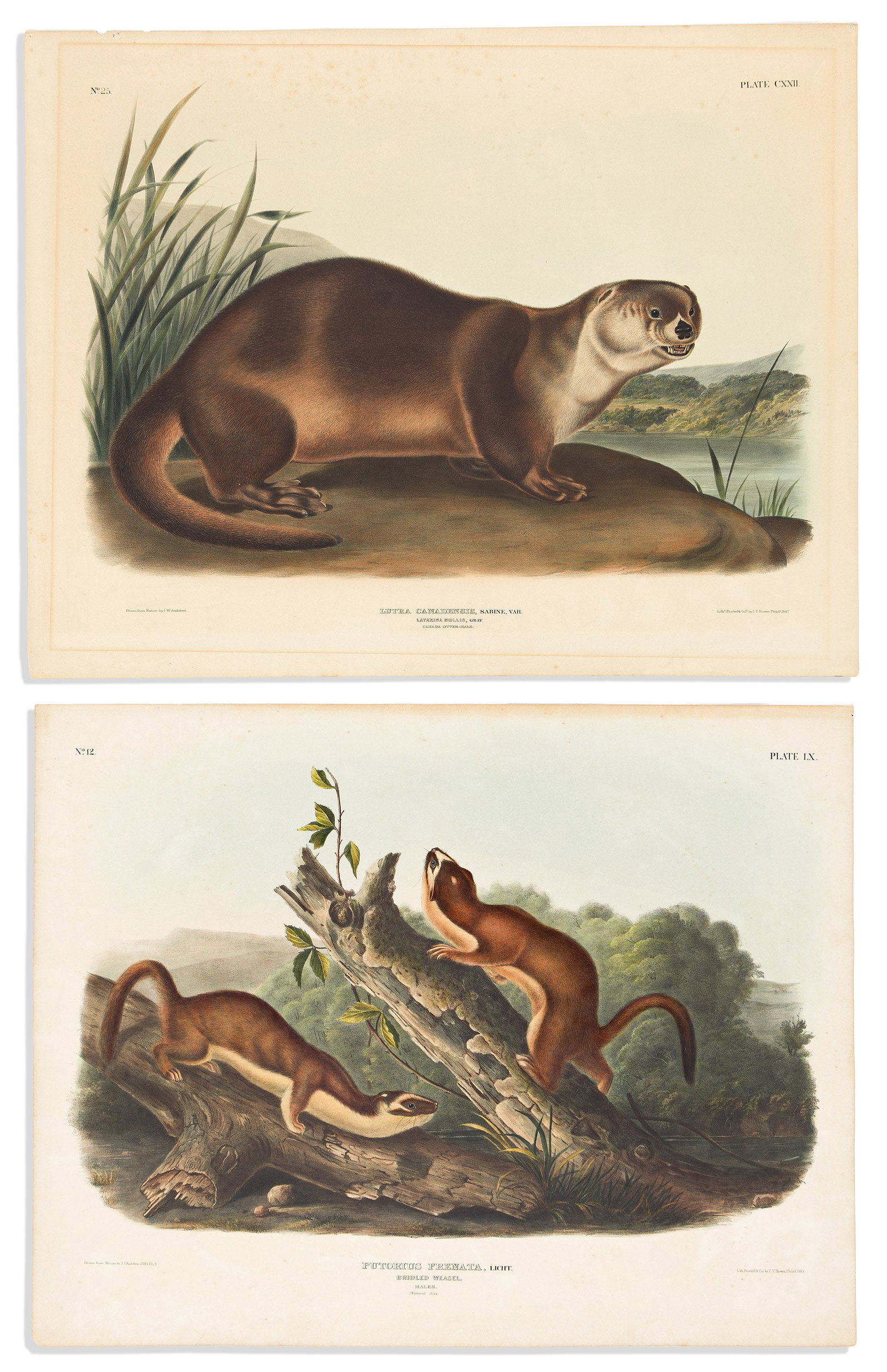 (ANIMALS.) John James Audubon; and John Woodhouse Audubon. Group of 4 hand-colored lithographs from (1 of 2)