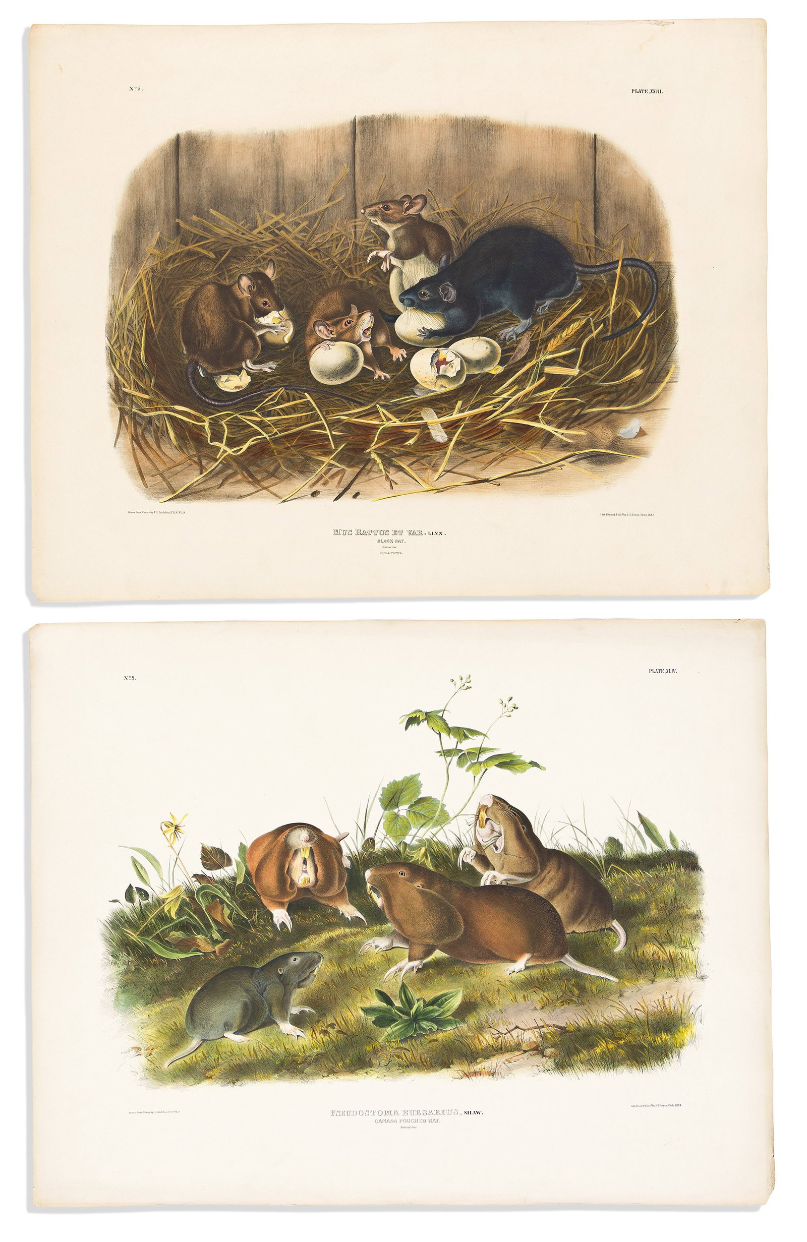(ANIMALS.) John James Audubon; and John Woodhouse Audubon. Group of 8 hand-colored lithographs from (1 of 4)