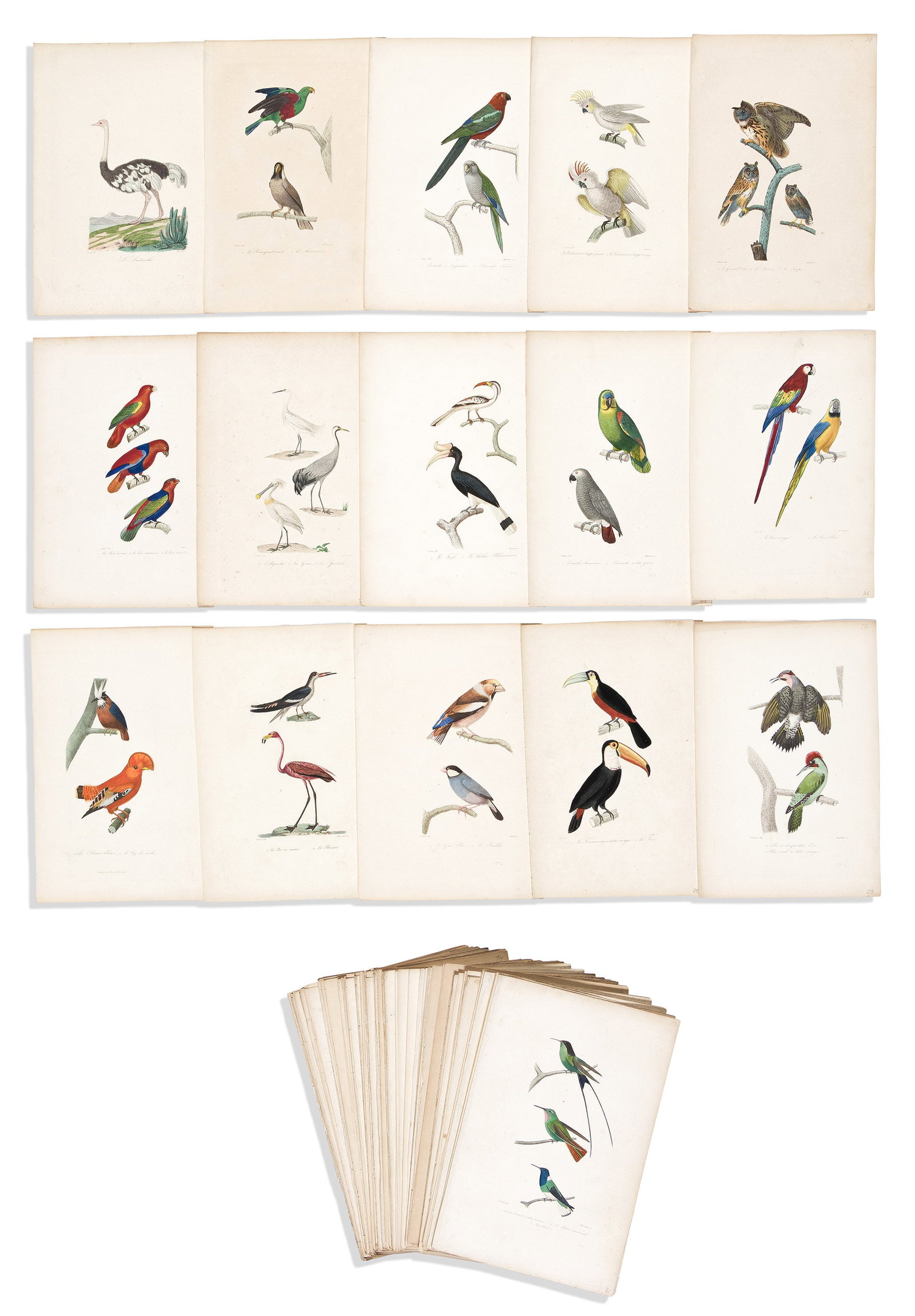 (BIRDS.) Rene-Primevere Lesson. Group of approximately 120 hand-colored engraved plates from (1 of 1)