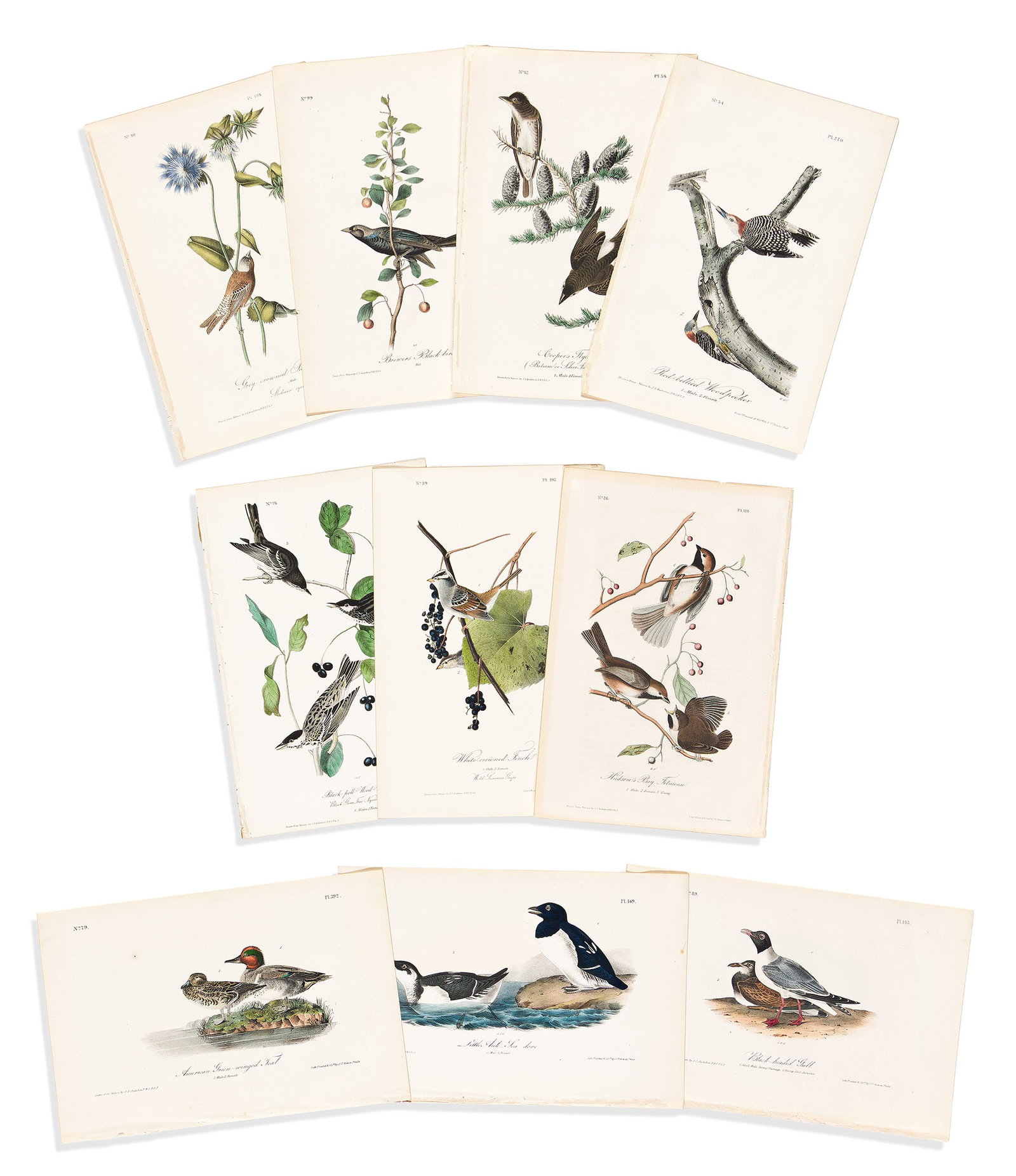 (BIRDS.) John James Audubon. Group of 10 hand-colored lithographed plates from the first octavo (1 of 1)
