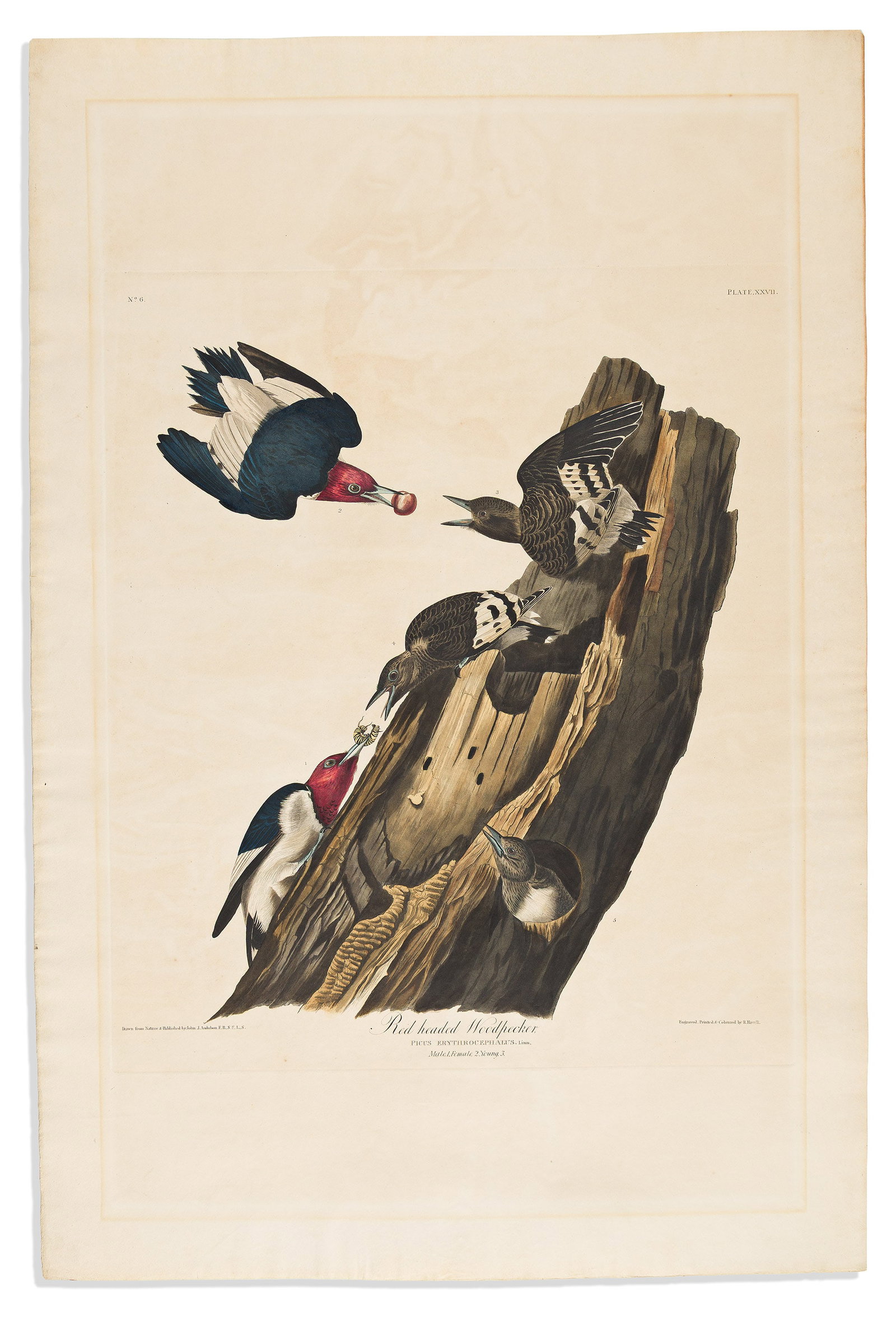 (BIRDS.) John James Audubon. Red Headed Woodpecker. Plate XXVII. London, 1830 (1 of 1)
