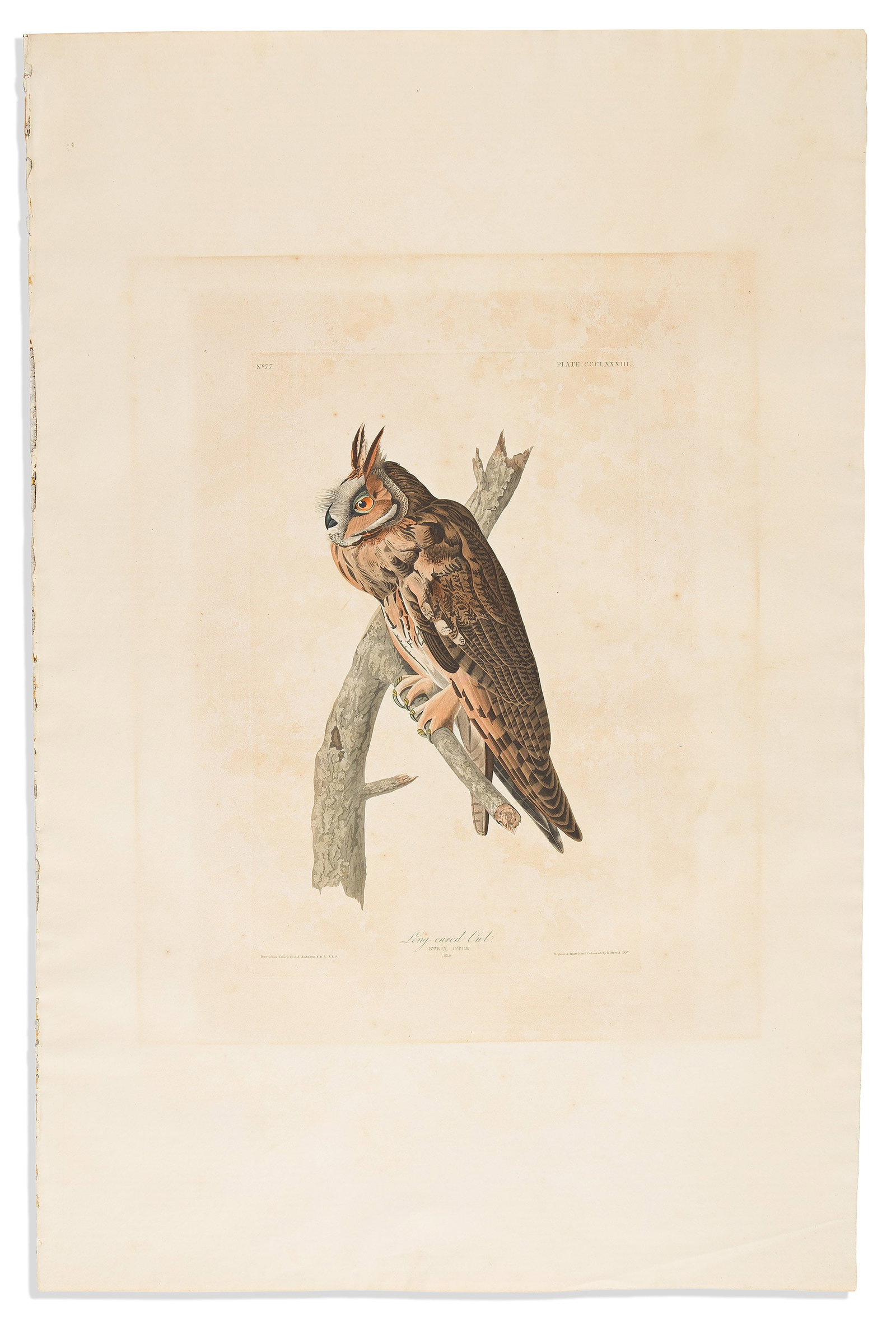(BIRDS.) John James Audubon. Long-Eared Owl. Plate CCCLXXXIII. London, 1837: (BIRDS.) John James Audubon. Long-Eared Owl. Plate CCCLXXXIII. London, 1837 Hand-colored aquatint and engraved plate from The Birds of America. "JWhatman/1837" watermarked wove paper, 39¼x2