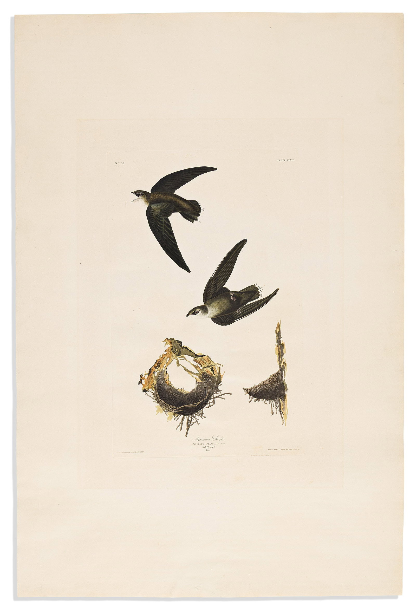 (BIRDS.) John James Audubon. American Swift. Plate CLVIII. London, 1833 (1 of 1)