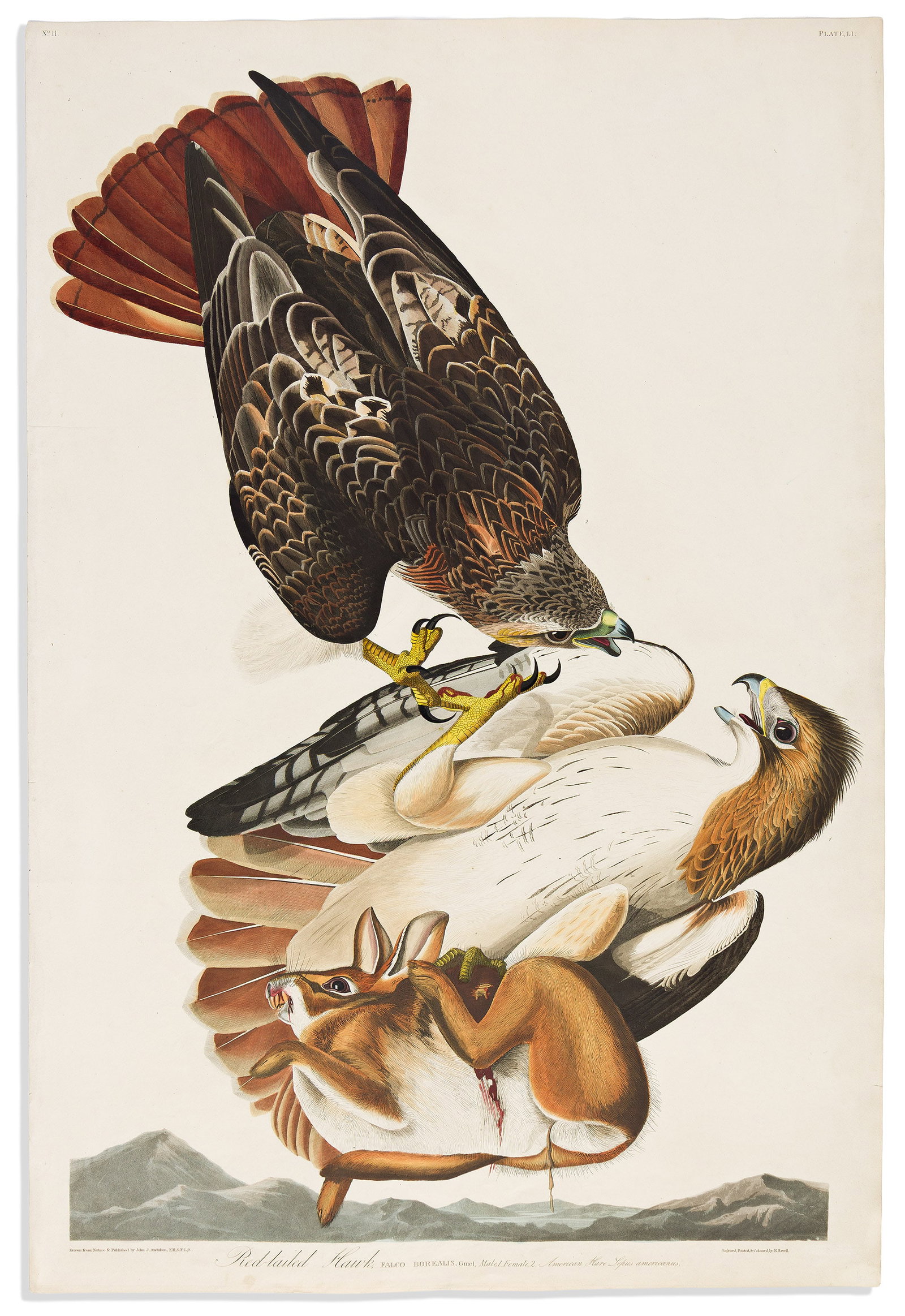(BIRDS.) John James Audubon. Red-Tailed Hawk. Plate LI. London, 1836 (1 of 1)