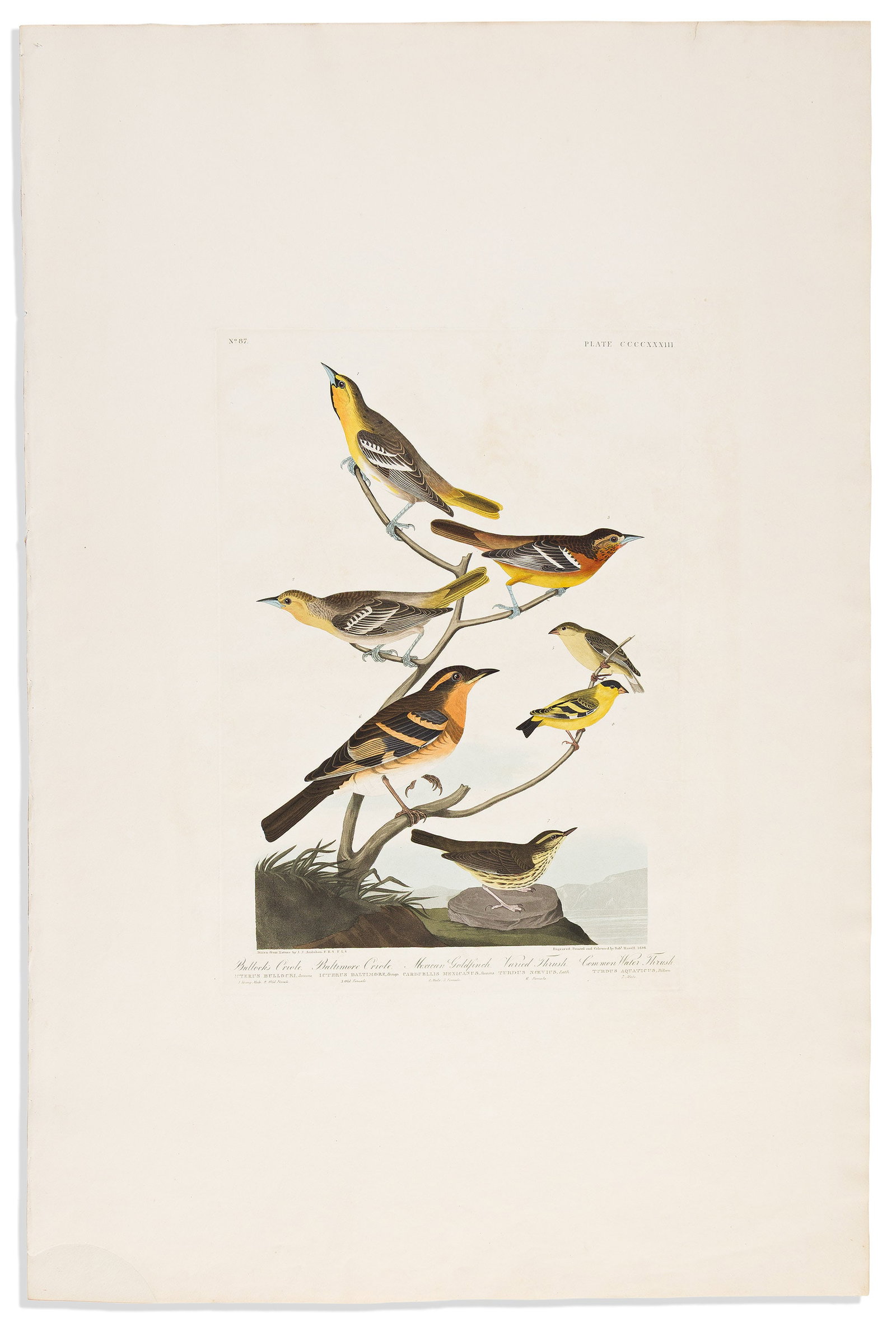 (BIRDS.) John James Audubon. Bullock's Oriole / Baltimore Oriole / Mexican Goldfinch / Varied Thrush (1 of 1)