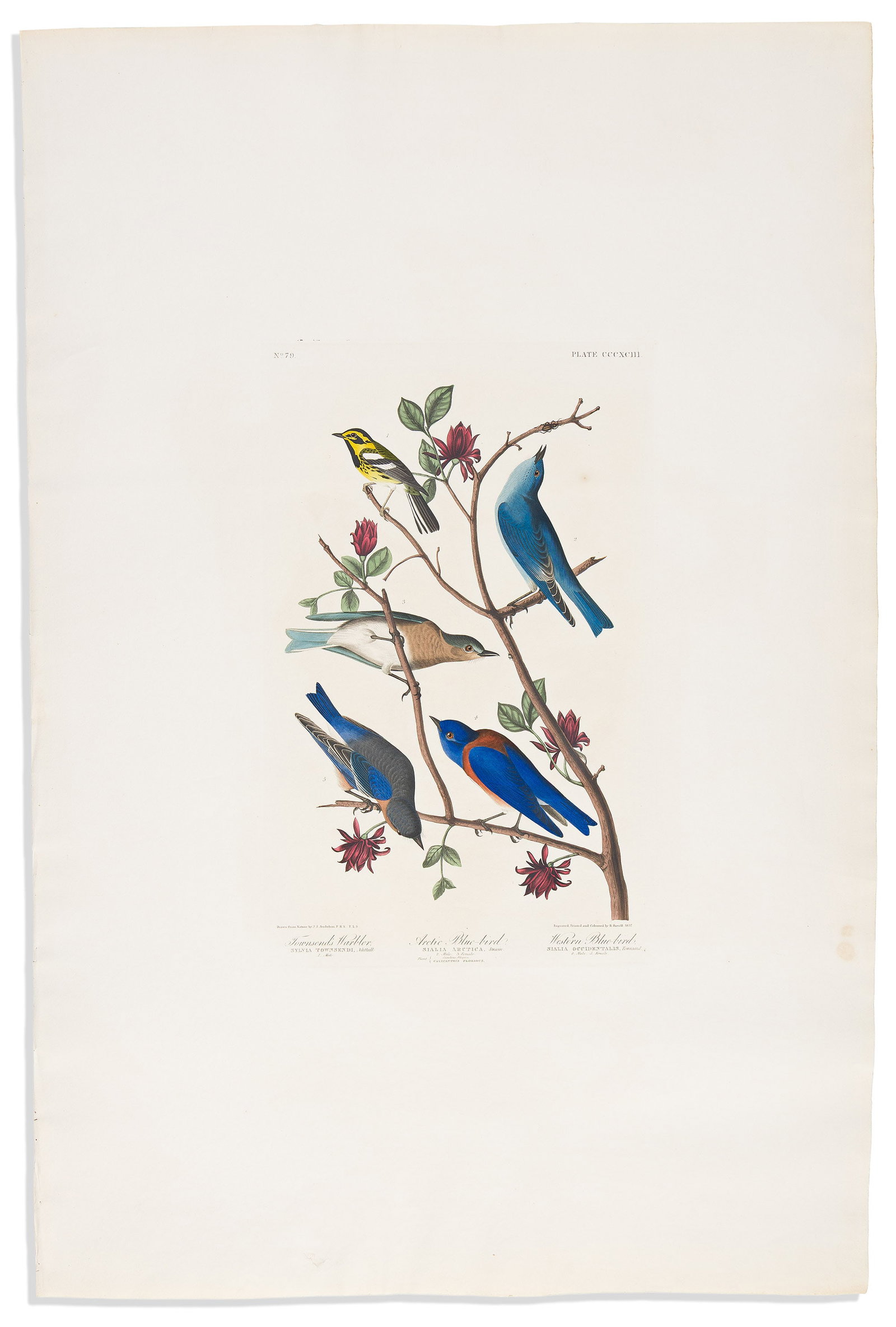 (BIRDS.) John James Audubon. Townsend's Warbler / Arctic Blue-Bird / Western Blue-Bird. Plate (1 of 1)