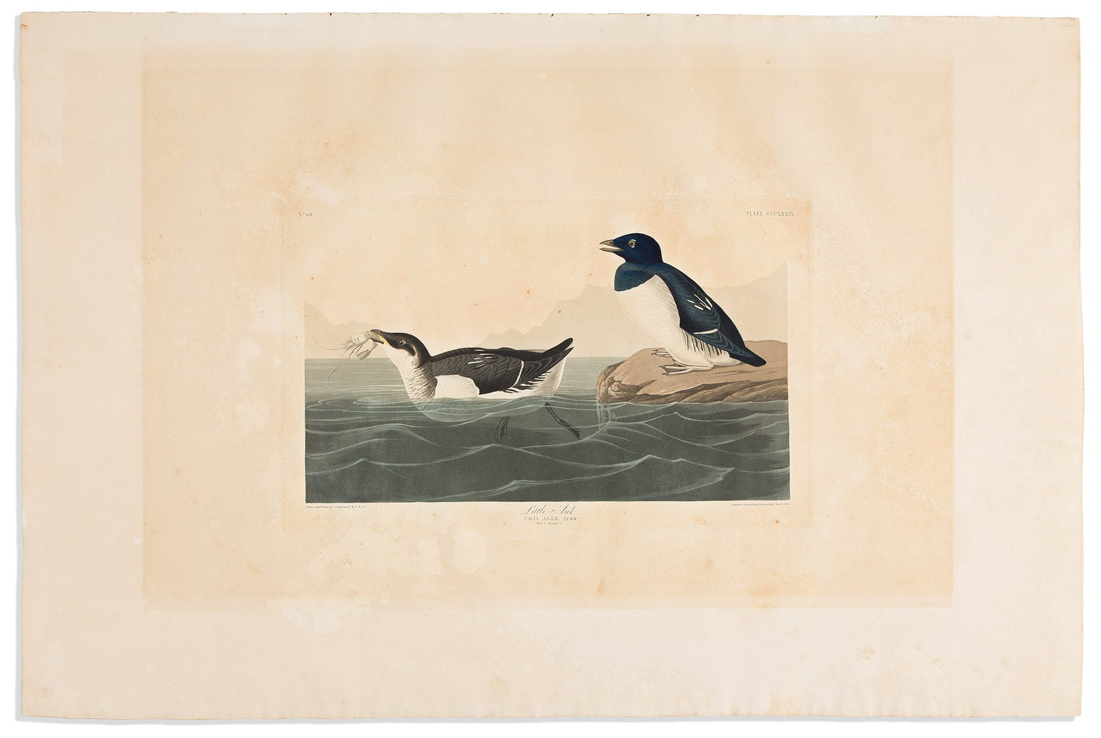 (BIRDS.) John James Audubon. Group of two hand-colored aquatint and engraved plates from The Birds (1 of 2)