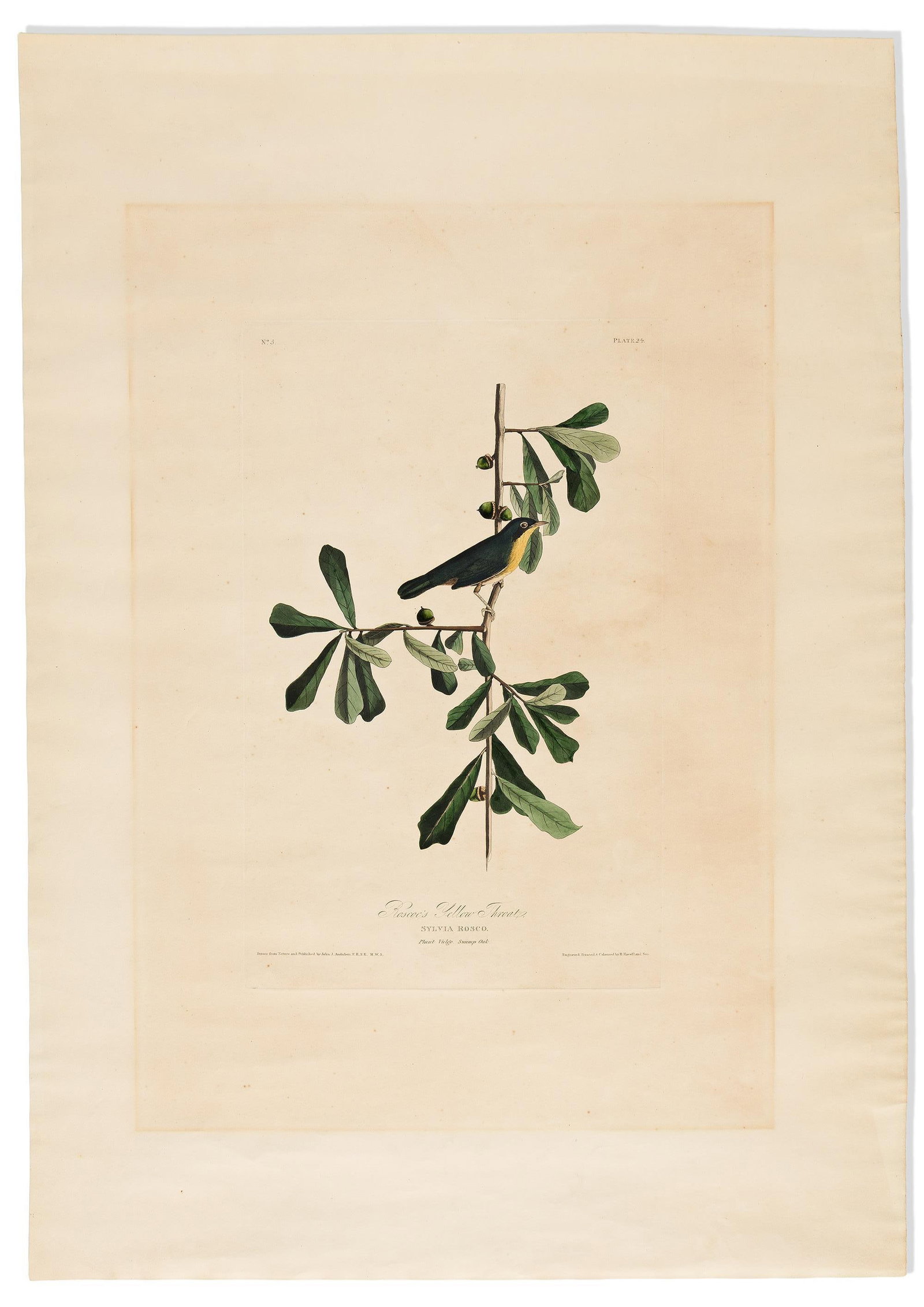 (BIRDS.) John James Audubon. Group of three hand-colored aquatint and engraved plates from The Birds (1 of 3)