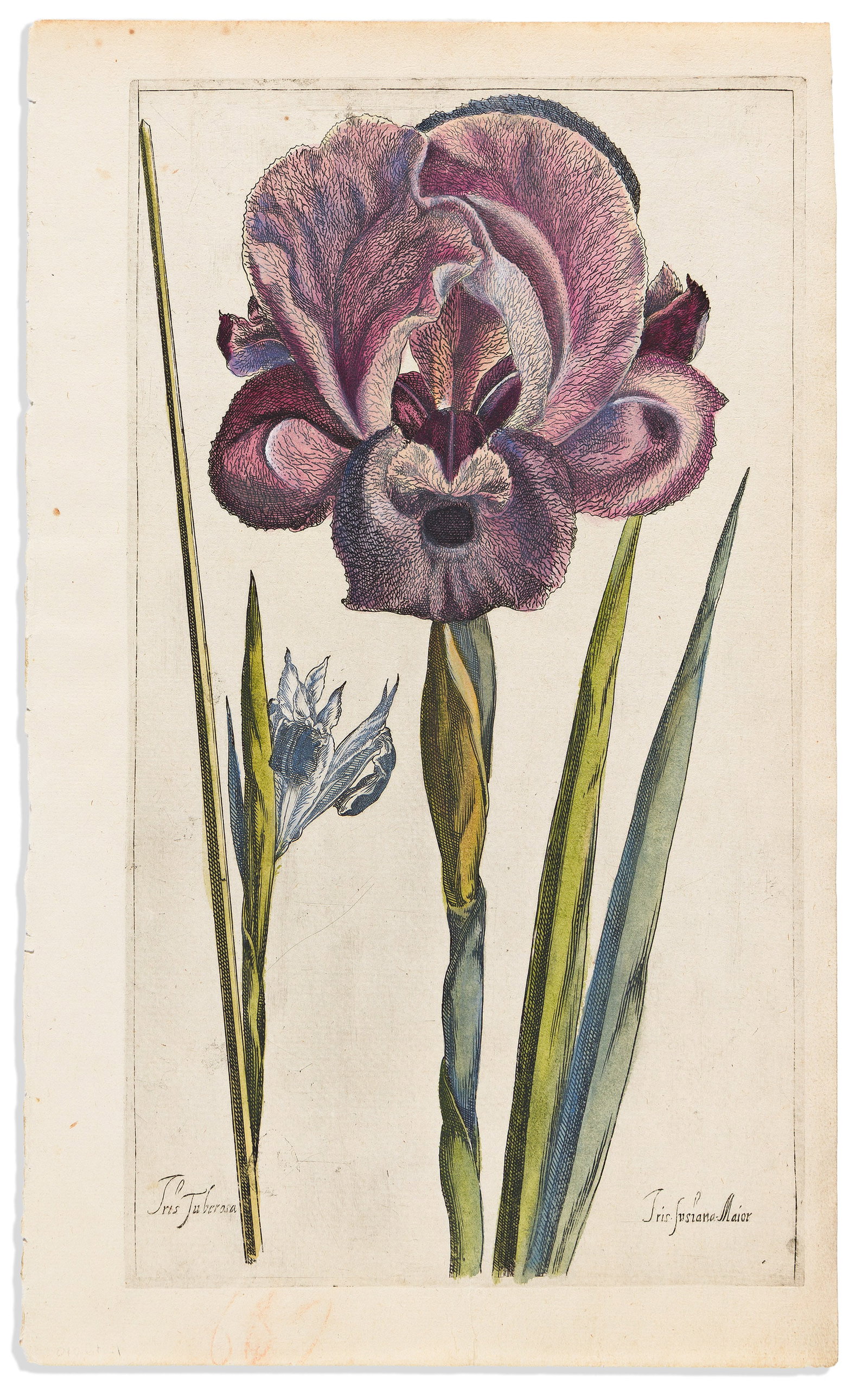 (BOTANICAL.) Pierre Valet. Purple Iris (1 of 1)