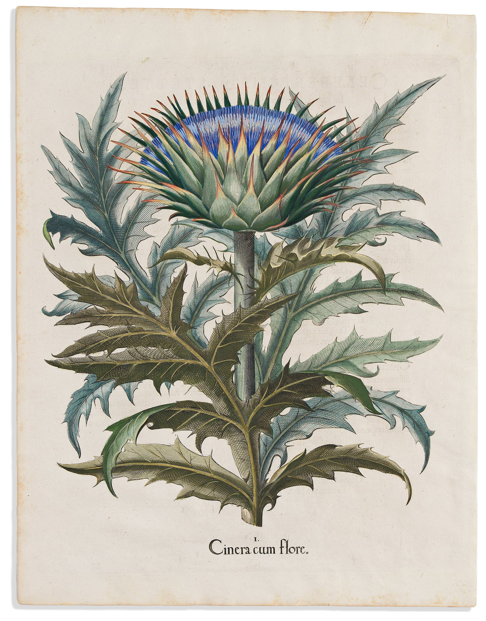(BOTANICAL.) Basilus Besler. Cinera Cum Flore. Eichstatt, 1613 or after (1 of 1)