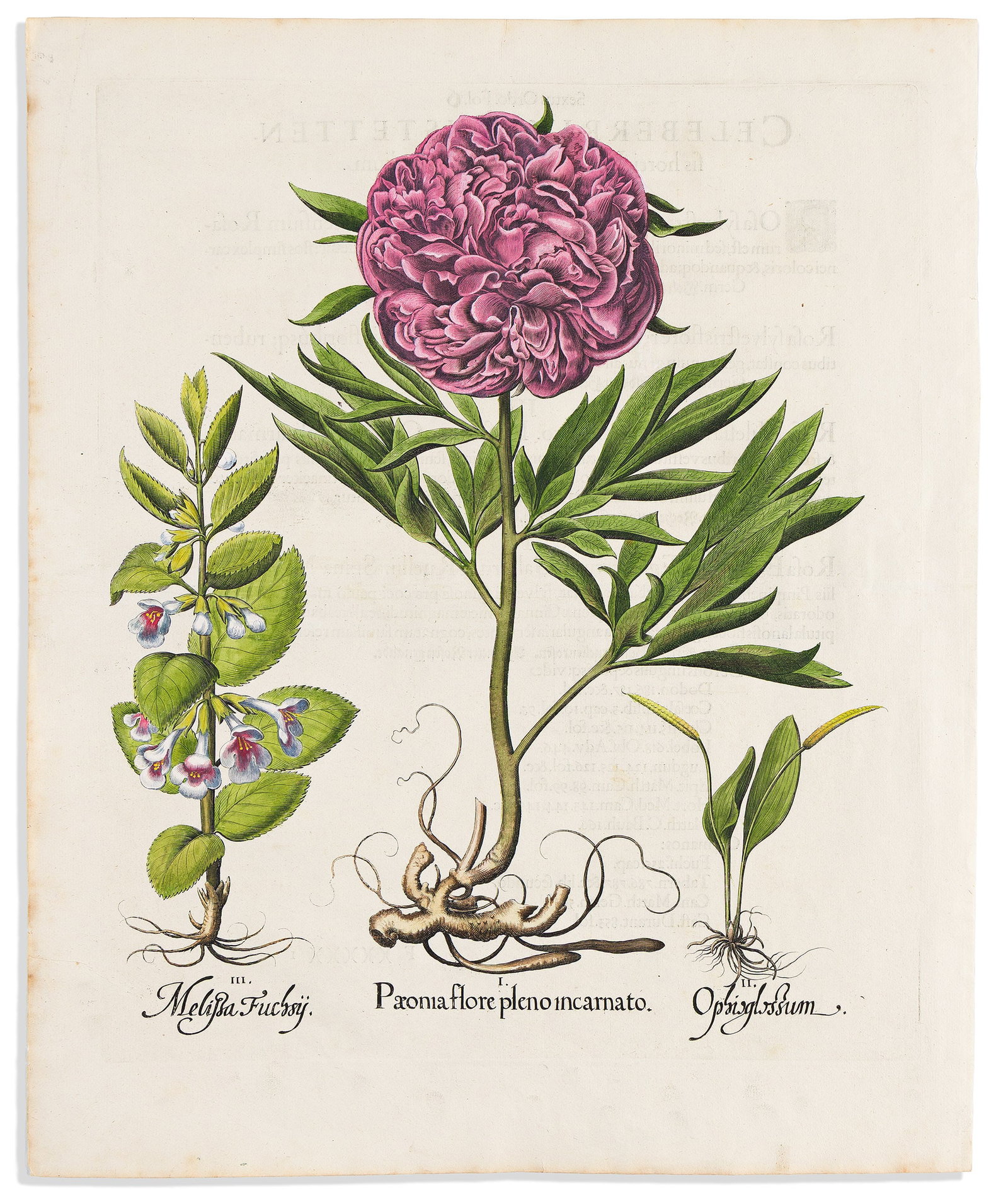 (BOTANICAL.) Basilus Besler. Paeonia Flore Pleno Incarnato. Eichstatt, 1613: (BOTANICAL.) Basilus Besler. Paeonia Flore Pleno Incarnato. Eichstatt, 1613 Hand-colored engraved plate from Hortus Eystettensis. Unwatermarked laid paper, 21x17½ inches sheet size, Latin text on