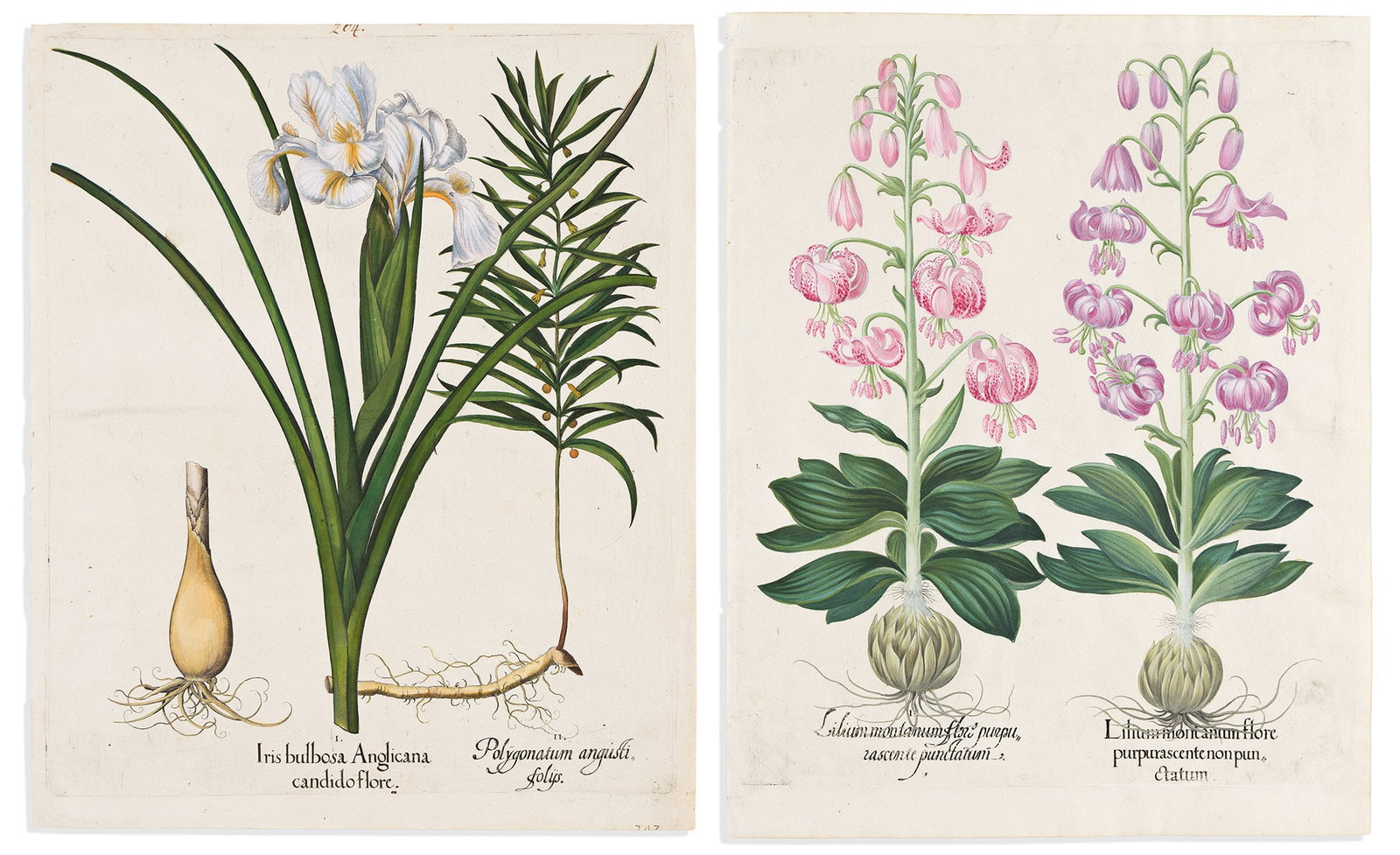 (BOTANICAL.) Basilus Besler. 2 hand-colored engraved plates from Hortus Eystettensis. Eichstatt, (1 of 1)