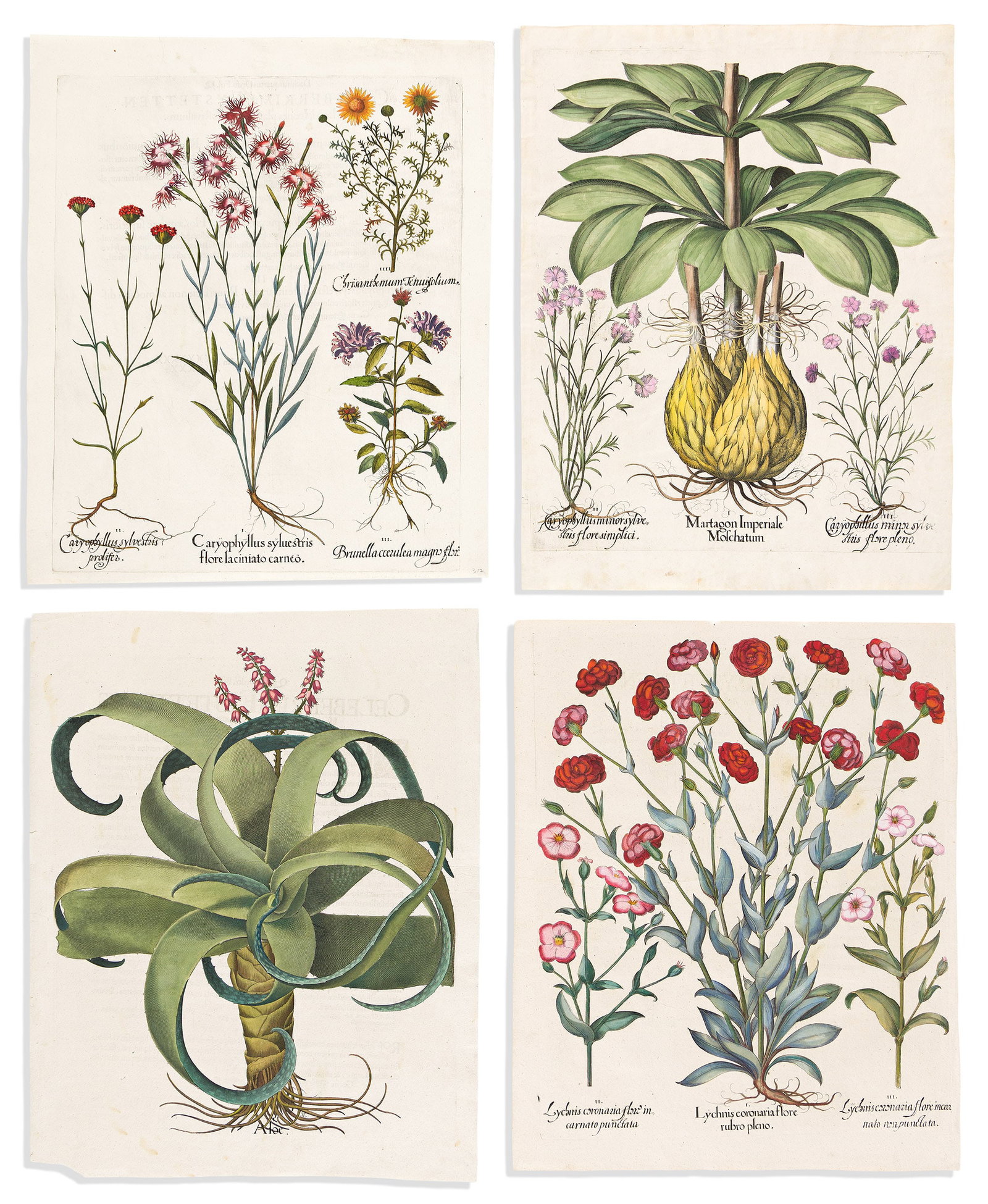 (BOTANICAL.) Basilus Besler. Group of 13 hand-colored engraved plates from Hortus Eystettensis. (1 of 3)
