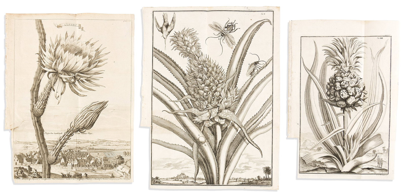 (BOTANICAL.) Johann Christoph Volkamer. Group of 3 engraved folding plates from Nürnbergische (1 of 1)