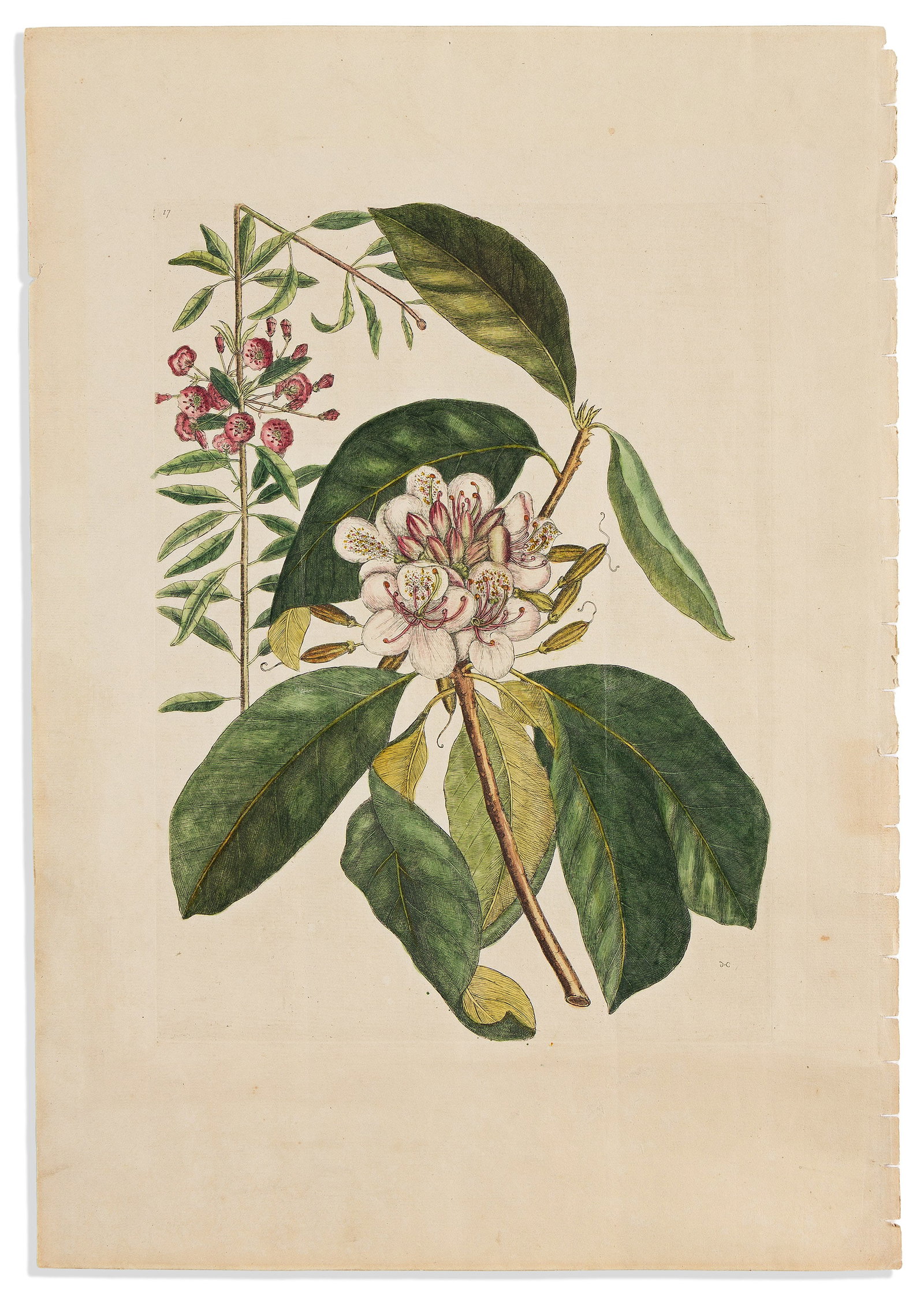 (BOTANICAL.) Mark Catesby. [Great Laurel / Rhododendron]. London, 1731: (BOTANICAL.) Mark Catesby. [Great Laurel / Rhododendron]. App. 17. London, 1731 Hand-colored engraved plate from Catesby's Natural History of Carolina. First edition watermarked laid paper; 20