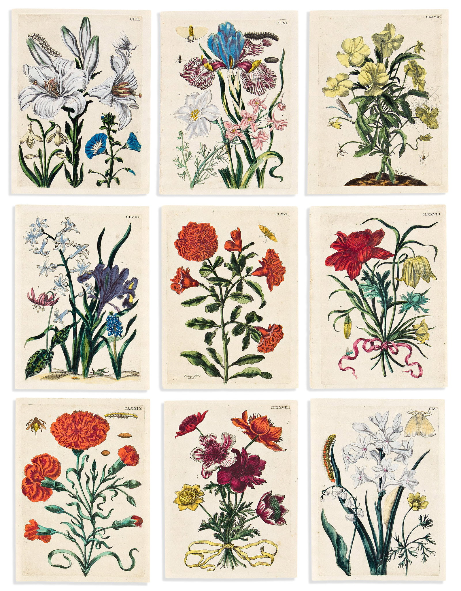 (BOTANICAL.) Maria Sibylla Merian. Group of 19 trimmed hand-colored engravings from De Europischen (1 of 2)