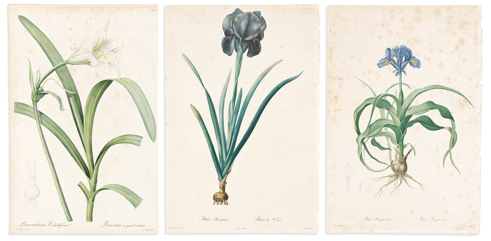 (BOTANICAL.) Pierre-Joseph Redoute. Group of 3 hand-finished color-printed stipple engravings from (1 of 1)