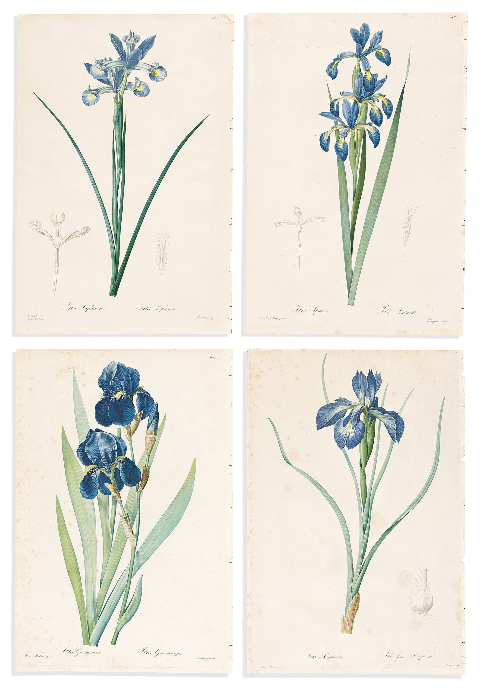 (BOTANICAL.) Pierre-Joseph Redoute. Group of 4 hand-finished color-printed stipple engravings from (1 of 1)