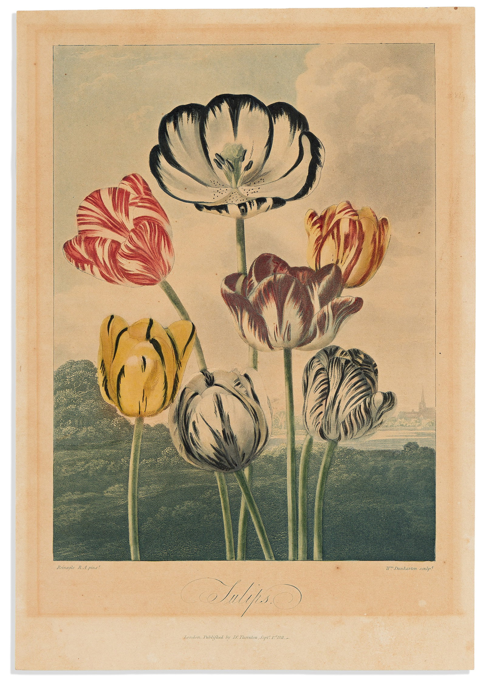 (BOTANICAL.) Dr. Robert John Thornton. Tulips. London, 1812 (1 of 1)
