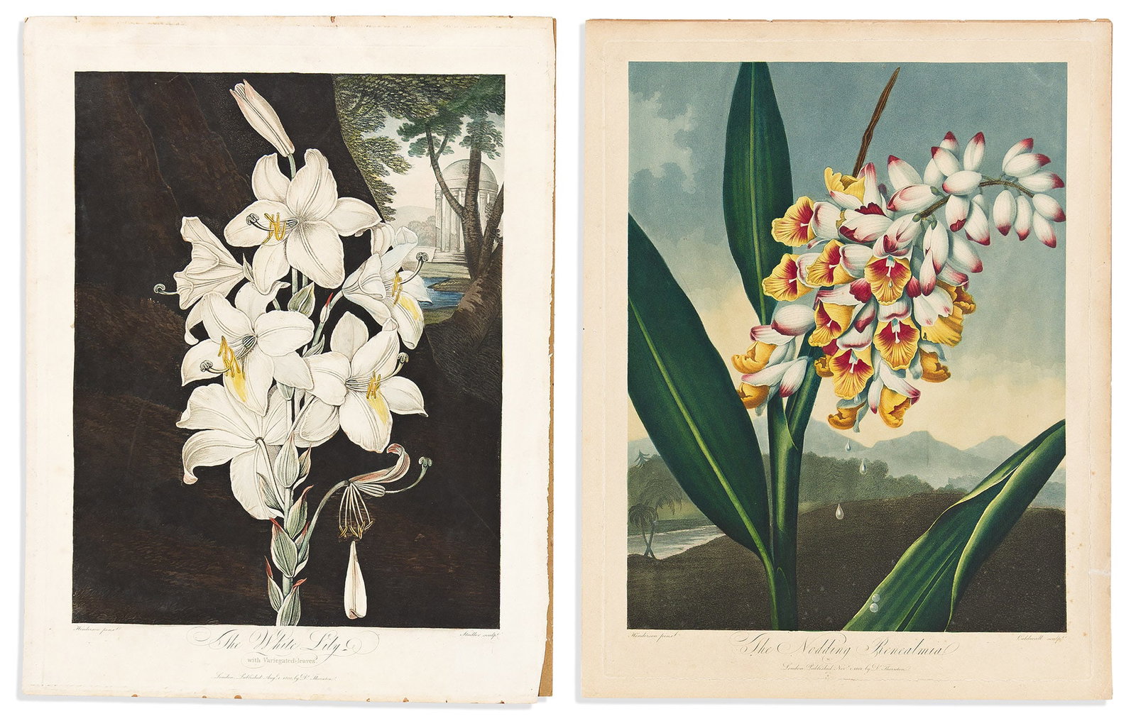 (BOTANICAL.) Robert John Thornton. Group of 14 aquatint and engraved plates from the folio edition (1 of 4)