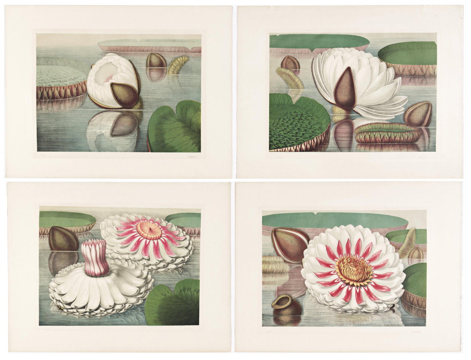 (BOTANICAL.) William Sharp. Victoria Regia; or the Great Water Lily of America. Boston, 1854: (BOTANICAL.) William Sharp. Victoria Regia; or the Great Water Lily of America. Boston, 1854 4 large chromolithographed plates illustrating the life phases of giant flowering water lilies from John Fi