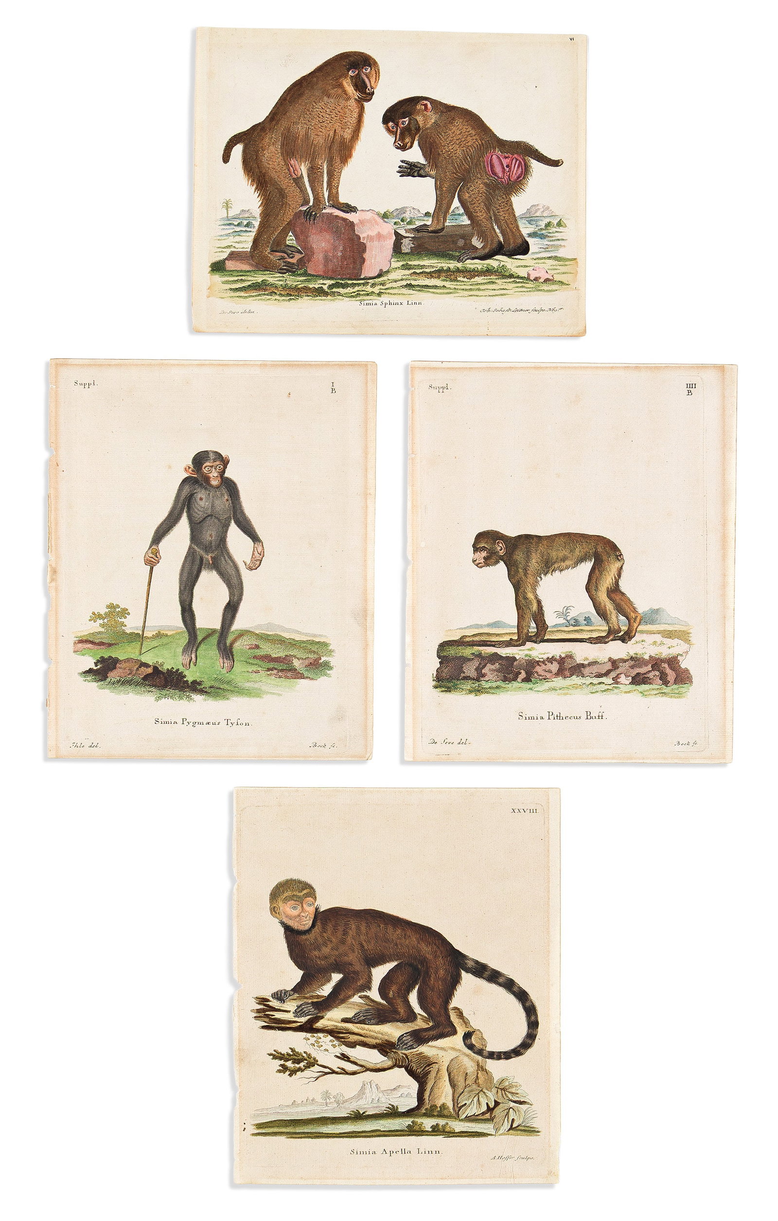 (MONKEYS.) Johann Christian Daniel Schreber. Group of 4 hand-colored engraved plates from Die Sä (1 of 1)