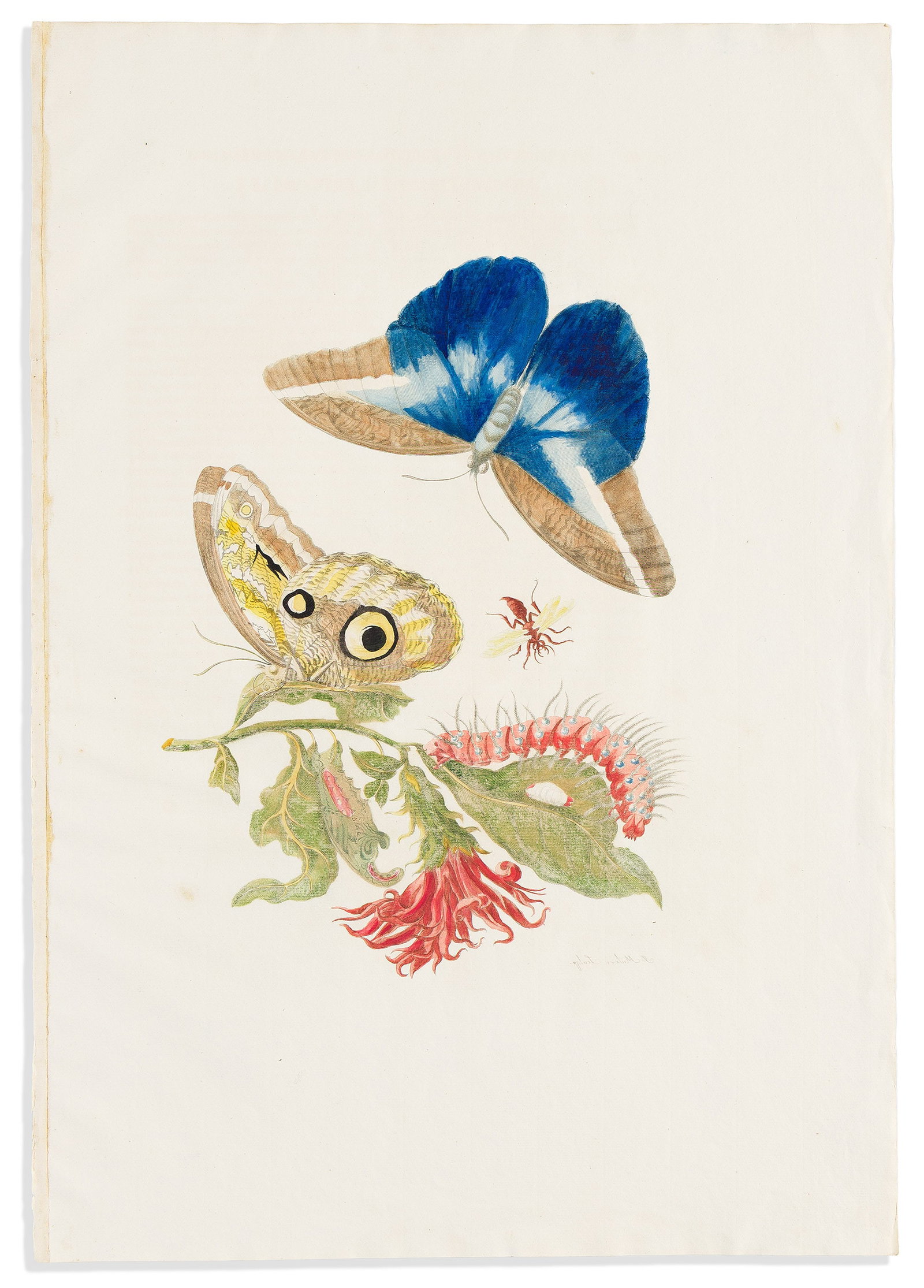 (NATURAL HISTORY.) Maria Sibylla Merian. [Counterproof - Blue Owl Butterfly]. Amsterdam, circa 1705 (1 of 1)