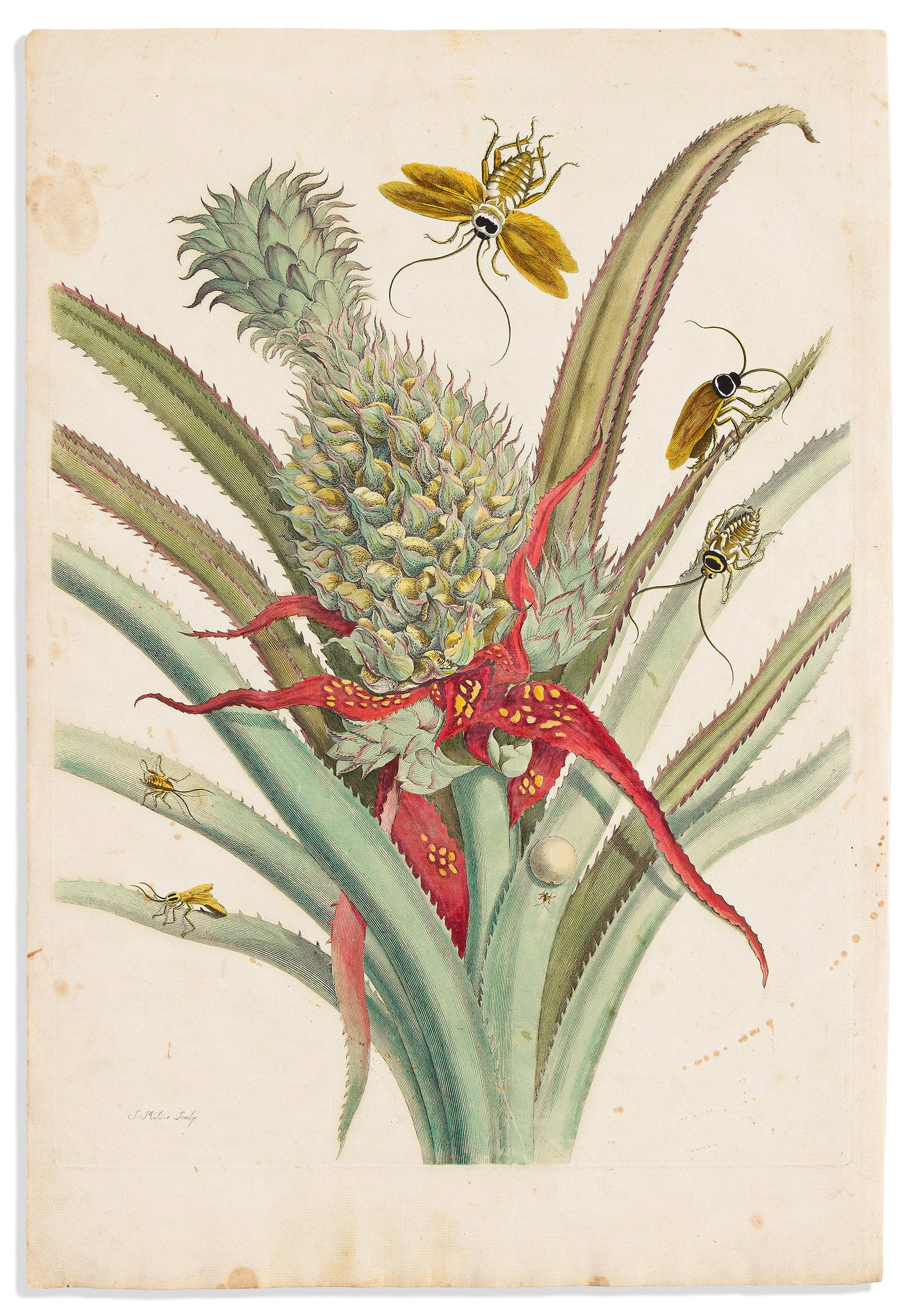(NATURAL HISTORY.) Maria Sibylla Merian. [Pineapple and Cockroaches] - Plate 1. Amsterdam, circa (1 of 1)