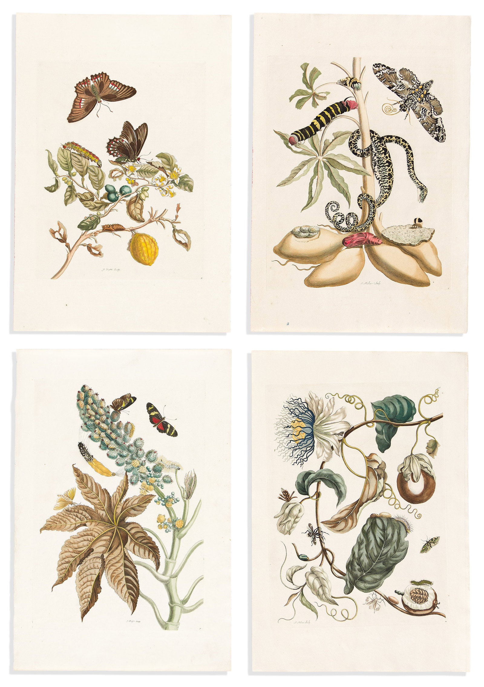 (NATURAL HISTORY.) Maria Sibylla Merian. Group of 14 hand-colored engravings from Metamorphosis (1 of 4)