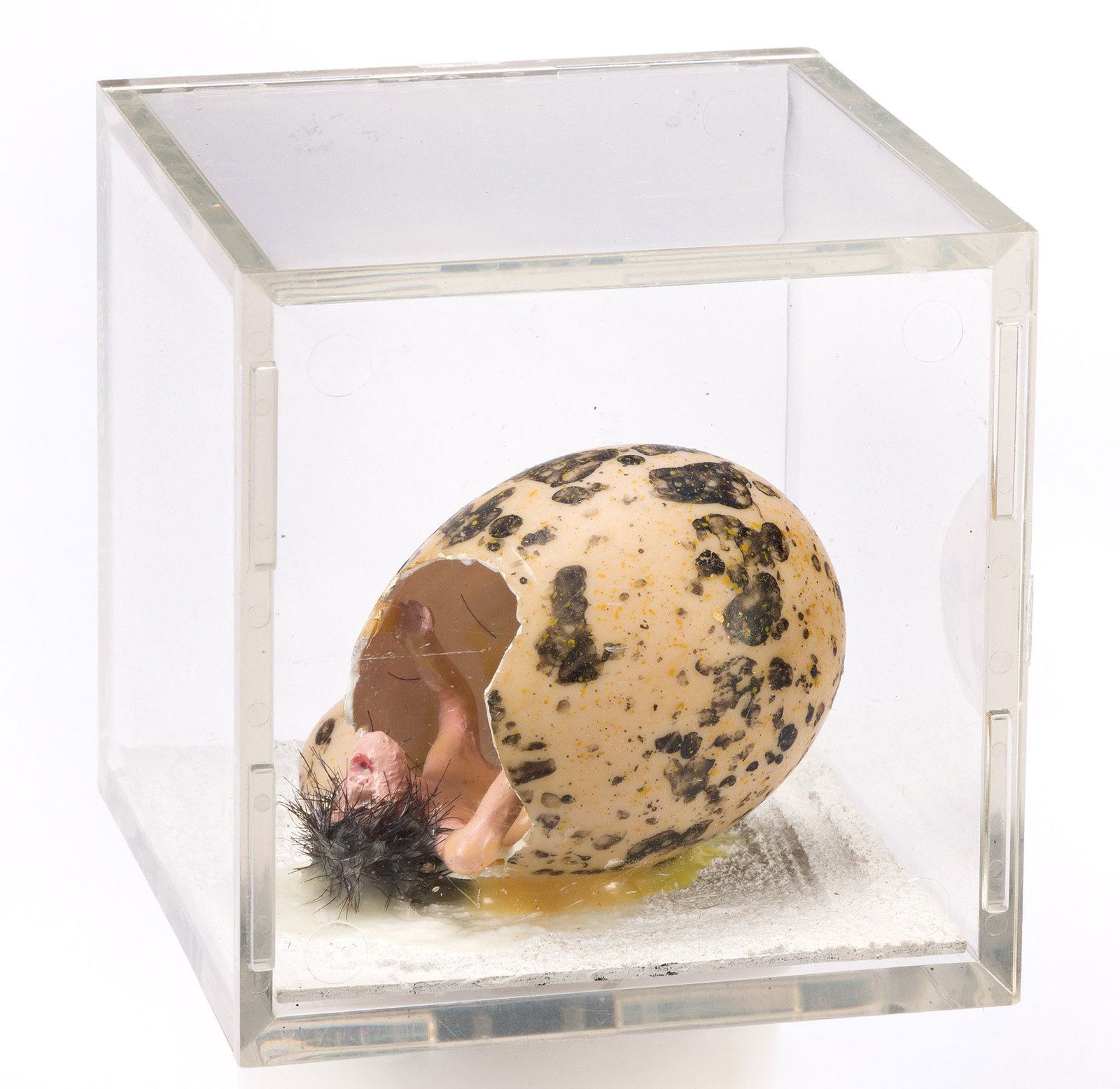 Fernando Carpaneda, Ovo Work. 2011.: Fernando Carpaneda b. 1967 Ovo Work. 2011. Mixed media including water based clay and human hair in a clear acrylic box. Signed and dated in ink, on the underside. 3 1/4 x 3 1/4 x 3 1/4 in. (8.3 x 8.3