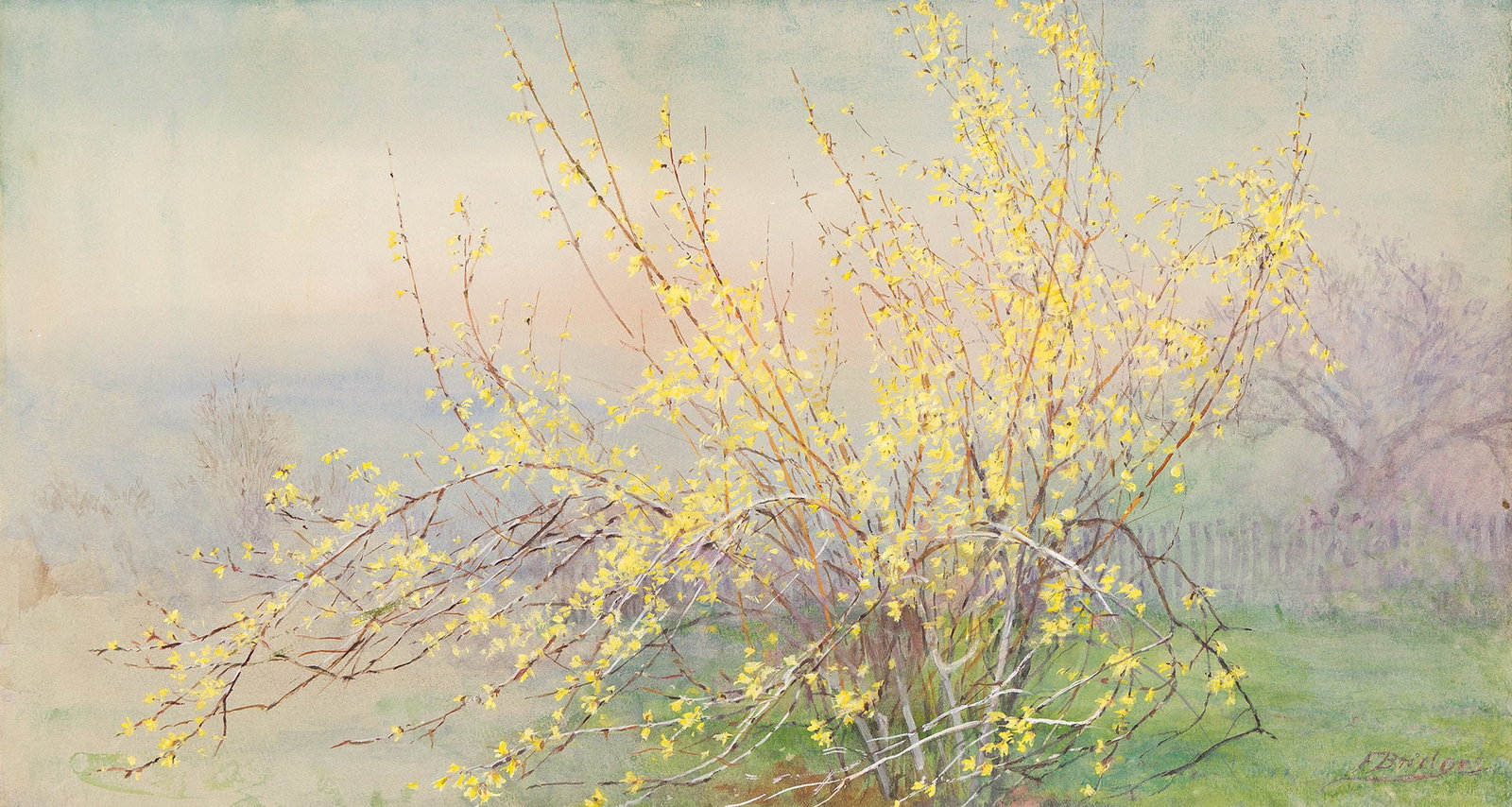 Fidelia Bridges (1834-1923), Forsythia, circa 1910.: Fidelia Bridges (1834-1923) Forsythia. Watercolor and gouache on gray wove paper, circa 1910. Signed lower right. 9 3/4 x 18 in. (24.8 x 46 cm.) Provenance: Gifted to Charles Downing Lay