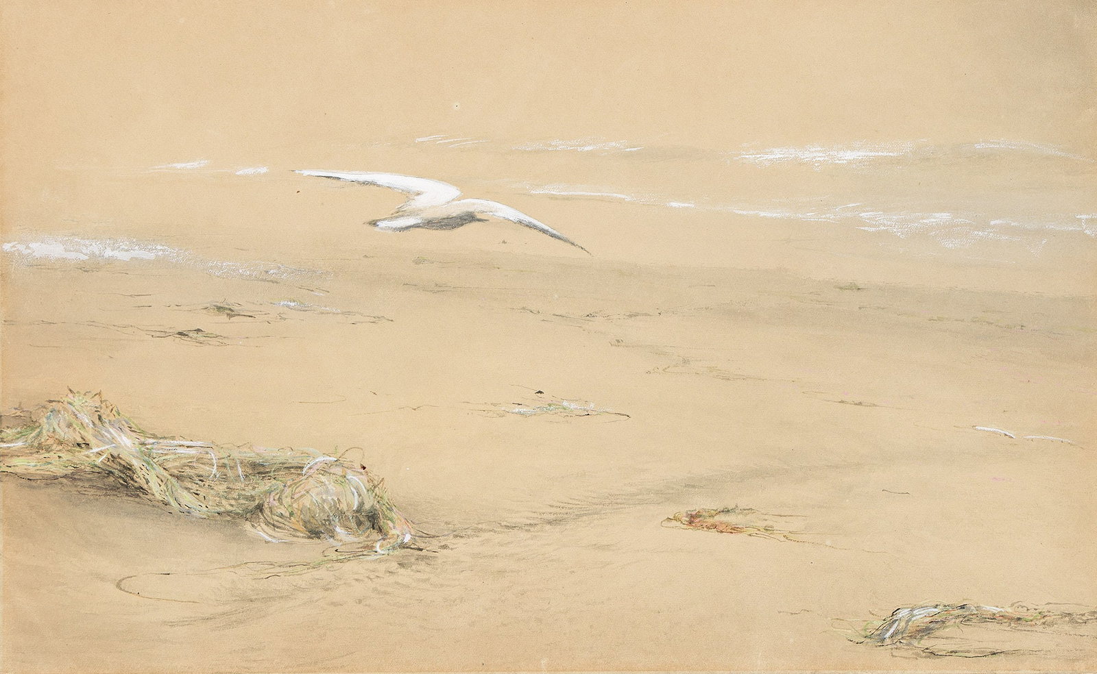 Fidelia Bridges (1834-1923), Seagull, circa 1910.: Fidelia Bridges (1834-1923) Seagull. Watercolor, gouache and ink on beige wove paper, circa 1910. 10 x 16 in. (25.5 x 40.6 cm.) Provenance: Gifted to Charles Downing Lay (1877-1956). Then