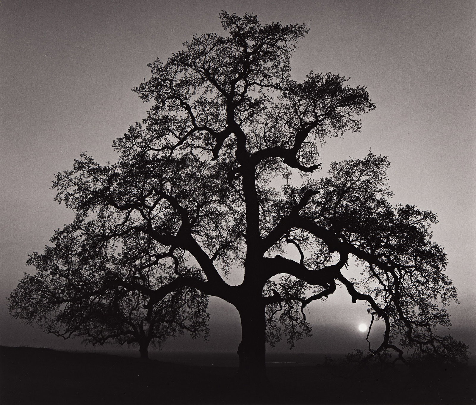 Ansel Adams. Oak Tree, Sunset City, Sierra Foothills, California. 1962; printed 1973-77.: Ansel Adams 1902-1984 Oak Tree, Sunset City, Sierra Foothills, California. 1962; printed 1973-77. Silver print With Adams' signature in pencil on mount recto, and his Carmel stamp (BMFA 11) with the t